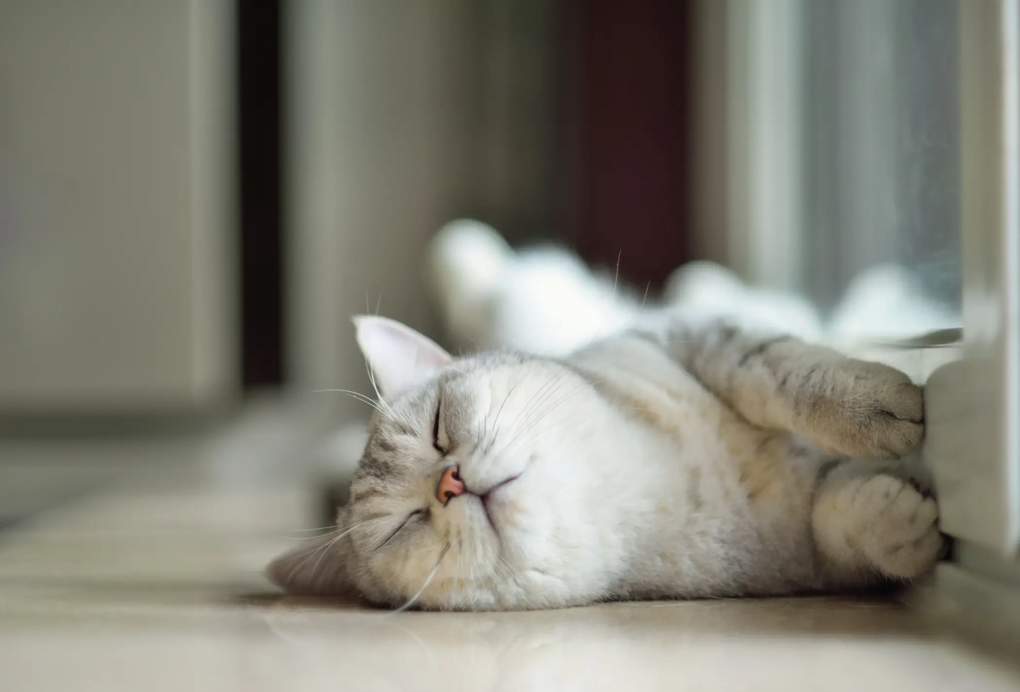 It's especially toxic to cats, warns Dr Joe. (Waitforlight/Getty Images)
