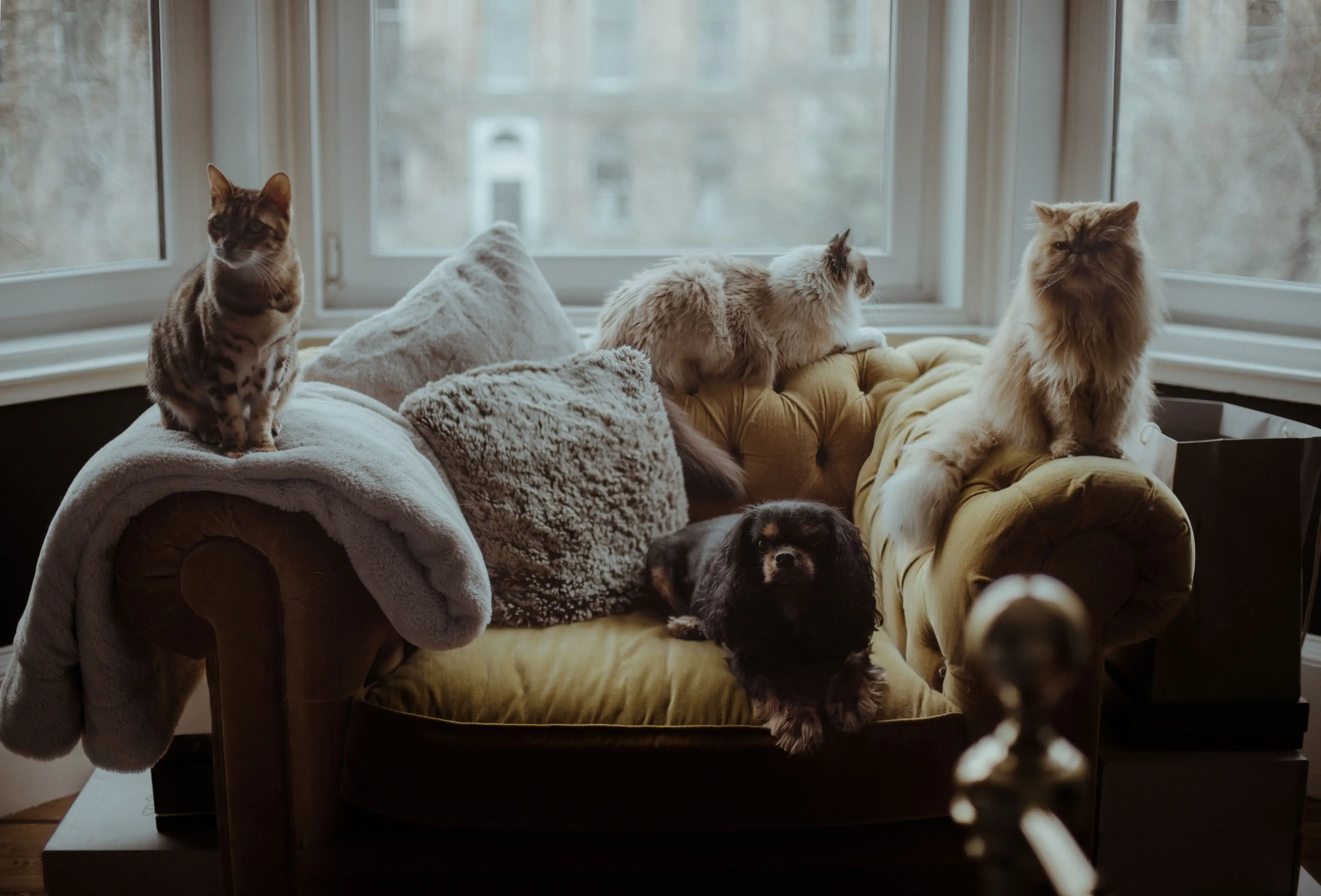 What are the most common pet names you've heard? (Getty Stock Image)