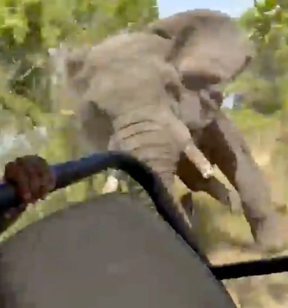 The animal could be seen chasing the vehicle.