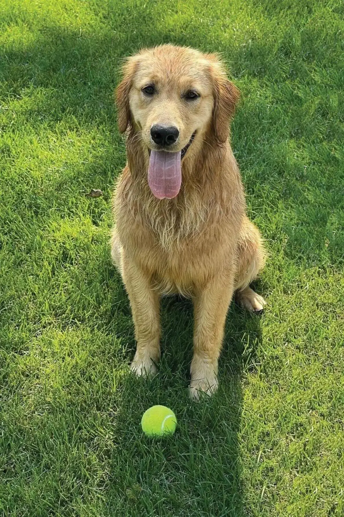 The Tony-award winner posted a tribute to his pooch in his newsletter. (Wondercade)