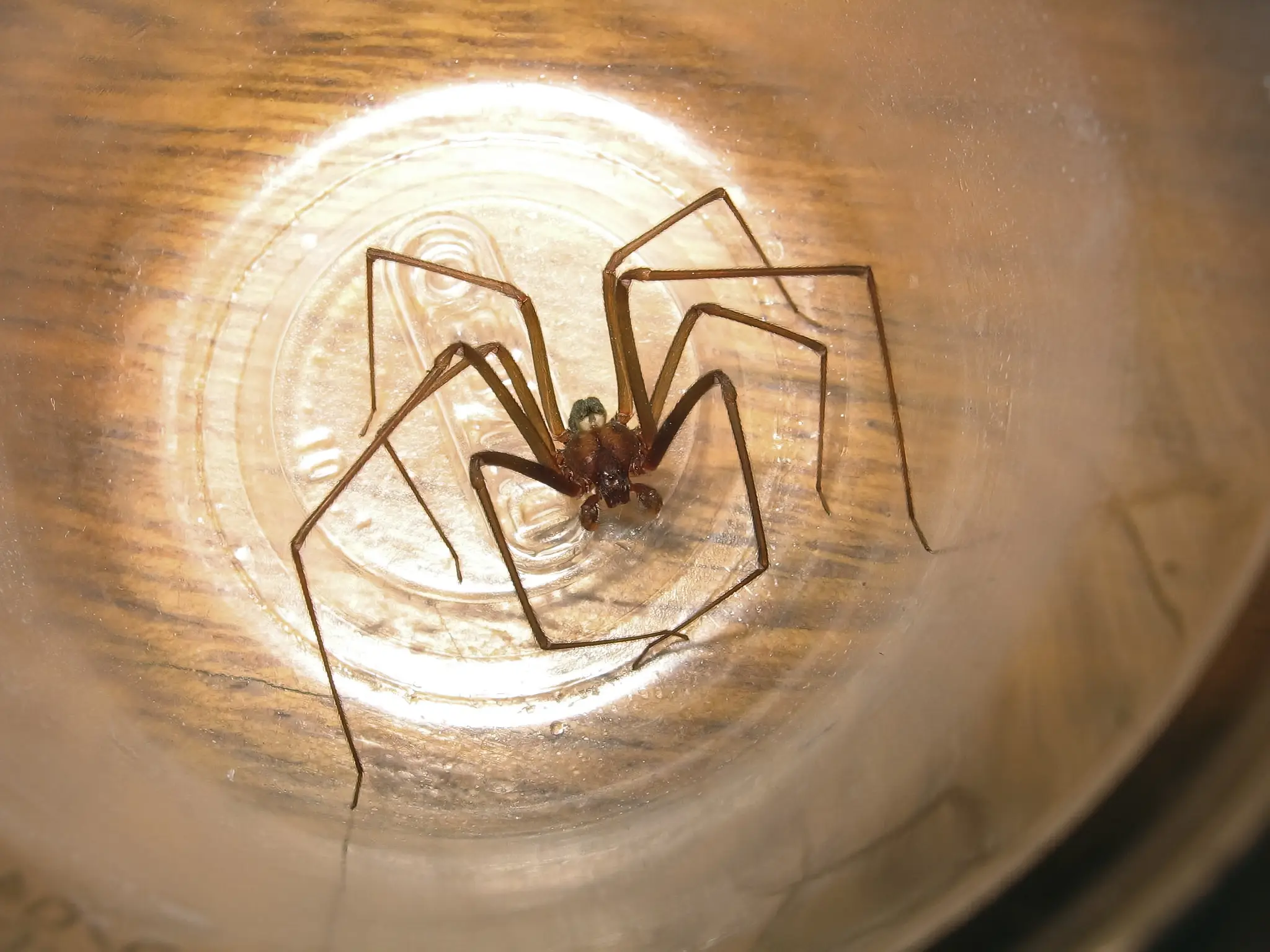 A brown recluse spider (Getty Stock Images)