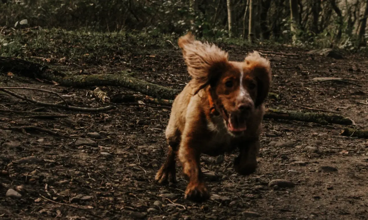Owners are advised to wash any mud off their dog’s paws after a walk.