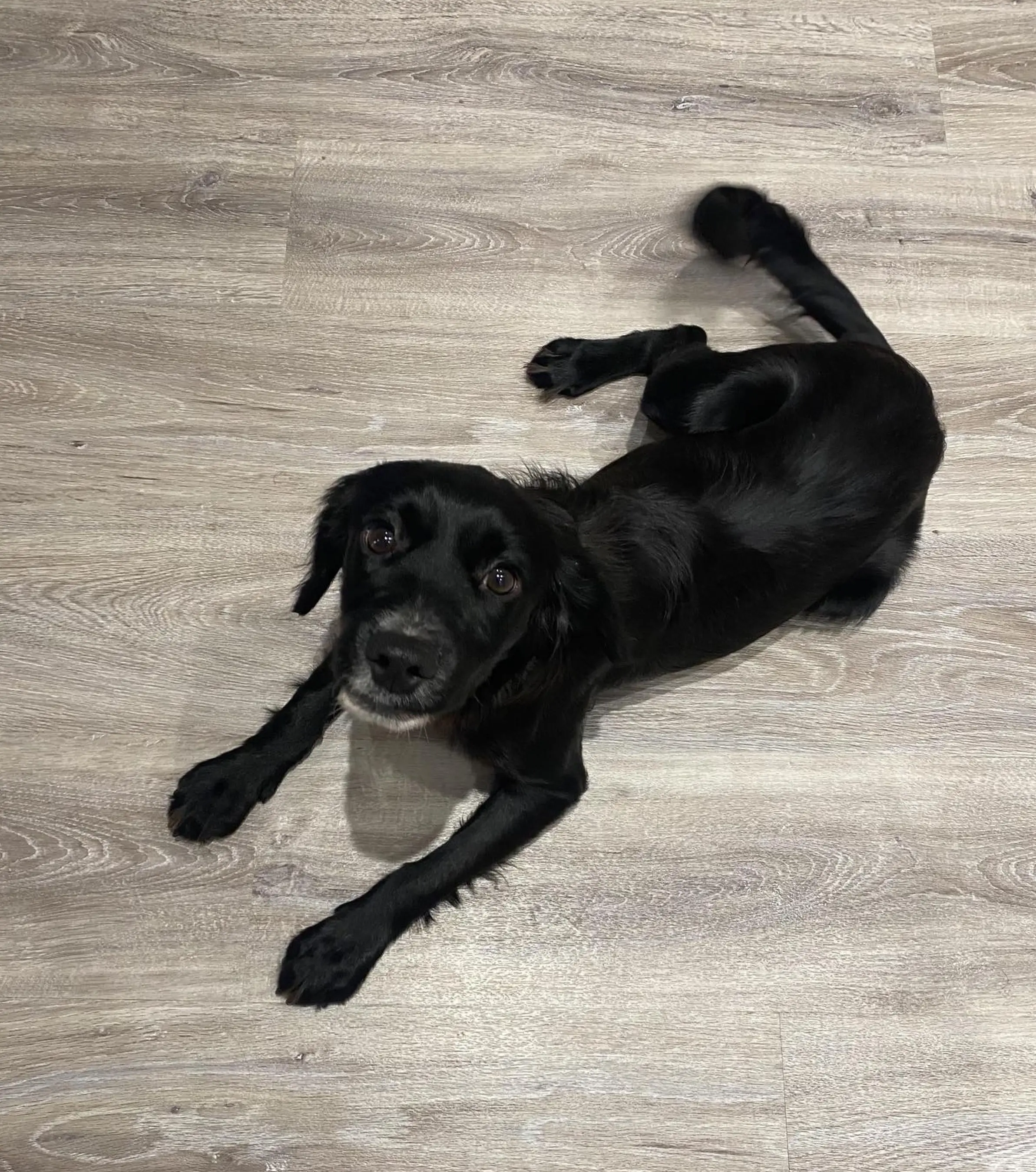 Samantha claimed the neighbours took a photo of Bambi's poop and sent it to her landlord.