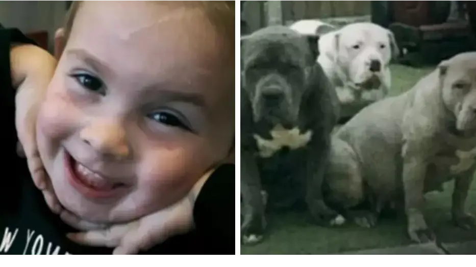 Toddler patted 'lovely' XL bully dogs just one day before five of them viciously attacked her