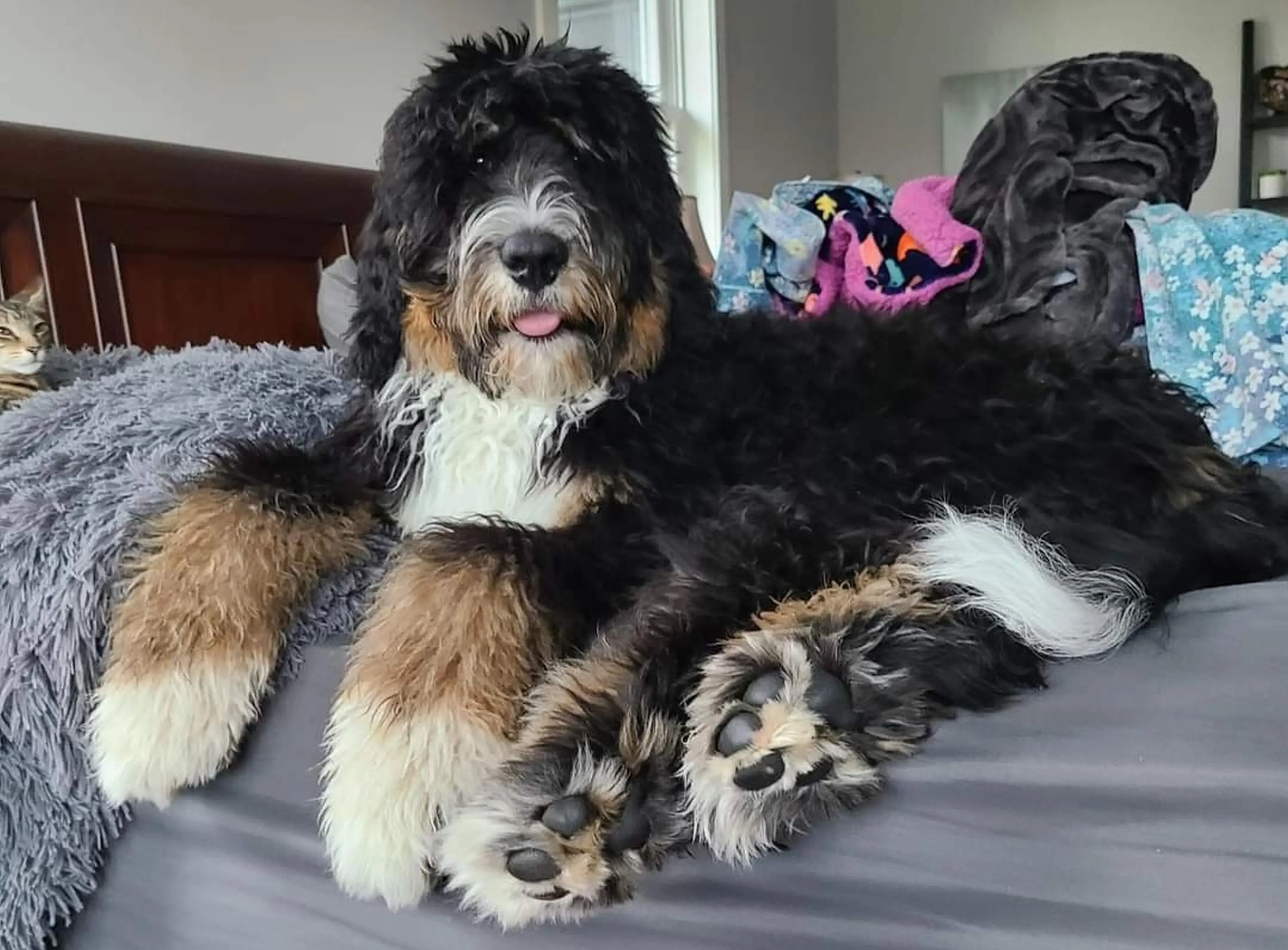 The family insist Curly didn't mean to attack Kenzie.