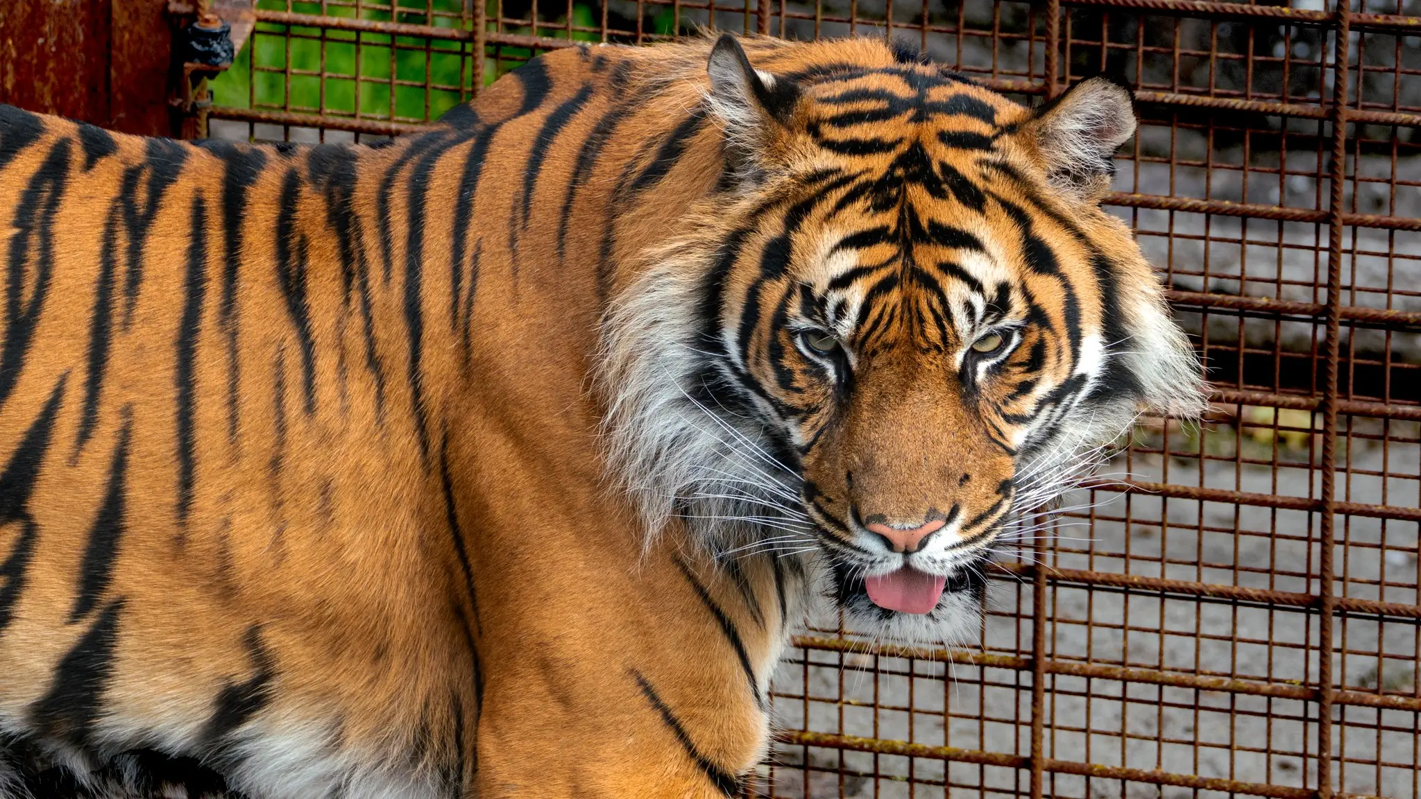 Zoo sparks backlash after asking people to donate unwanted pets