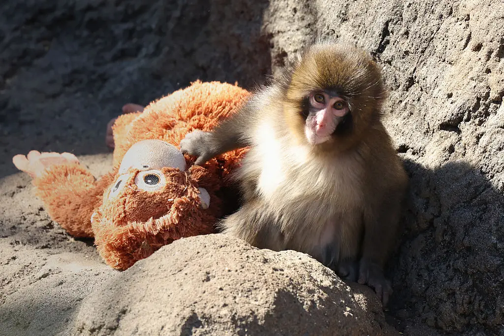 The little Japanese macaque has captured the hearts of the internet (STR / Contributor / Getty Images)