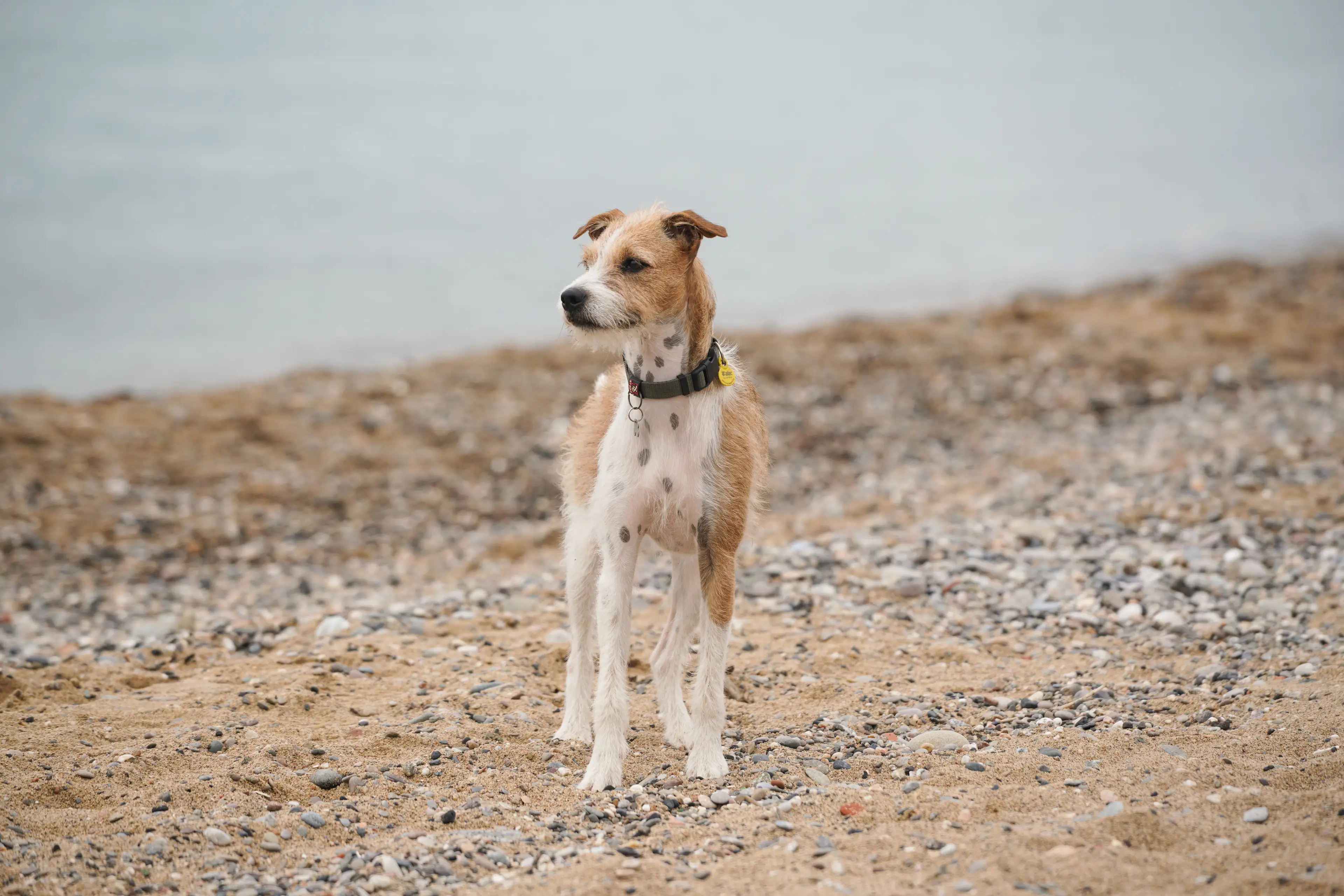 Martin said dog owners have noticed their pets getting sick after trips to the seaside (