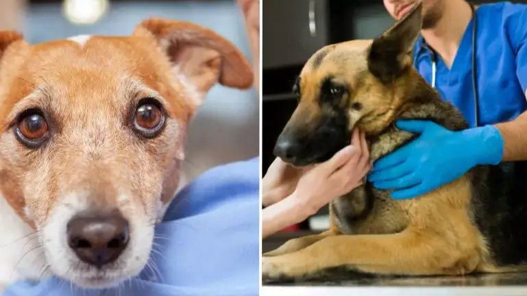 Vet shares emotional plea to pet owners putting their animals down