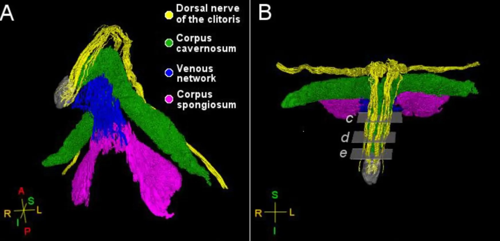 The research offers a detailed never-seen-before look at the clitoris (Ju Young Lee et al., 2026/biorxiv)
