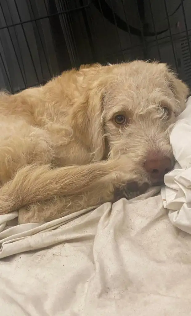 Things took a turn when Amy noticed blood in Cookie's diarrhoea.