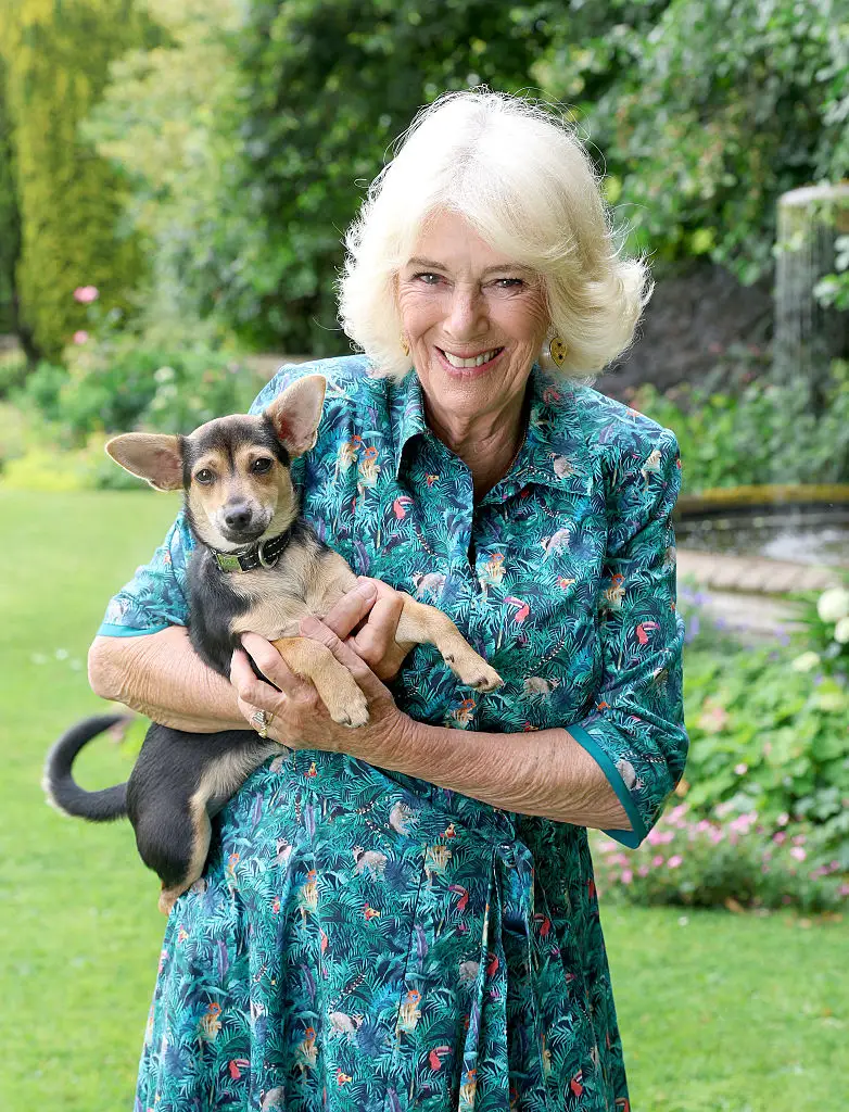 Queen Camilla is celebrating her 78th birthday today (CHRIS JACKSON / Getty Images)