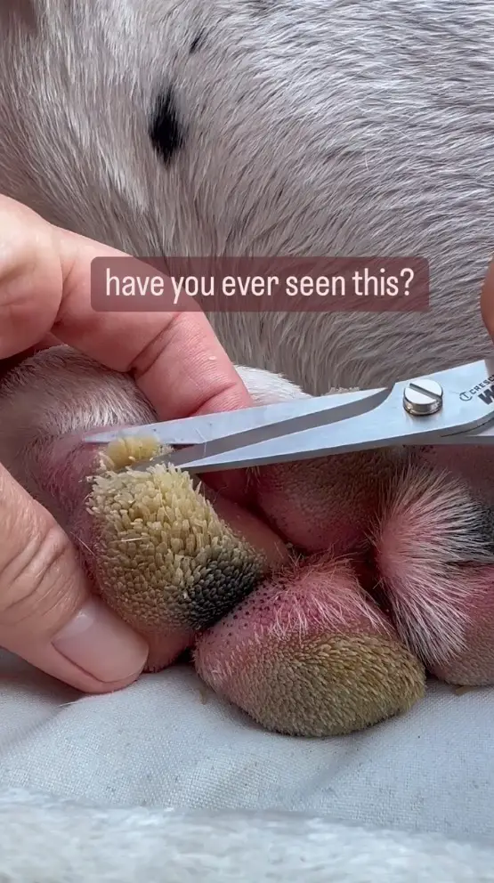 Sabrina explains why you should always check your dog's paws.