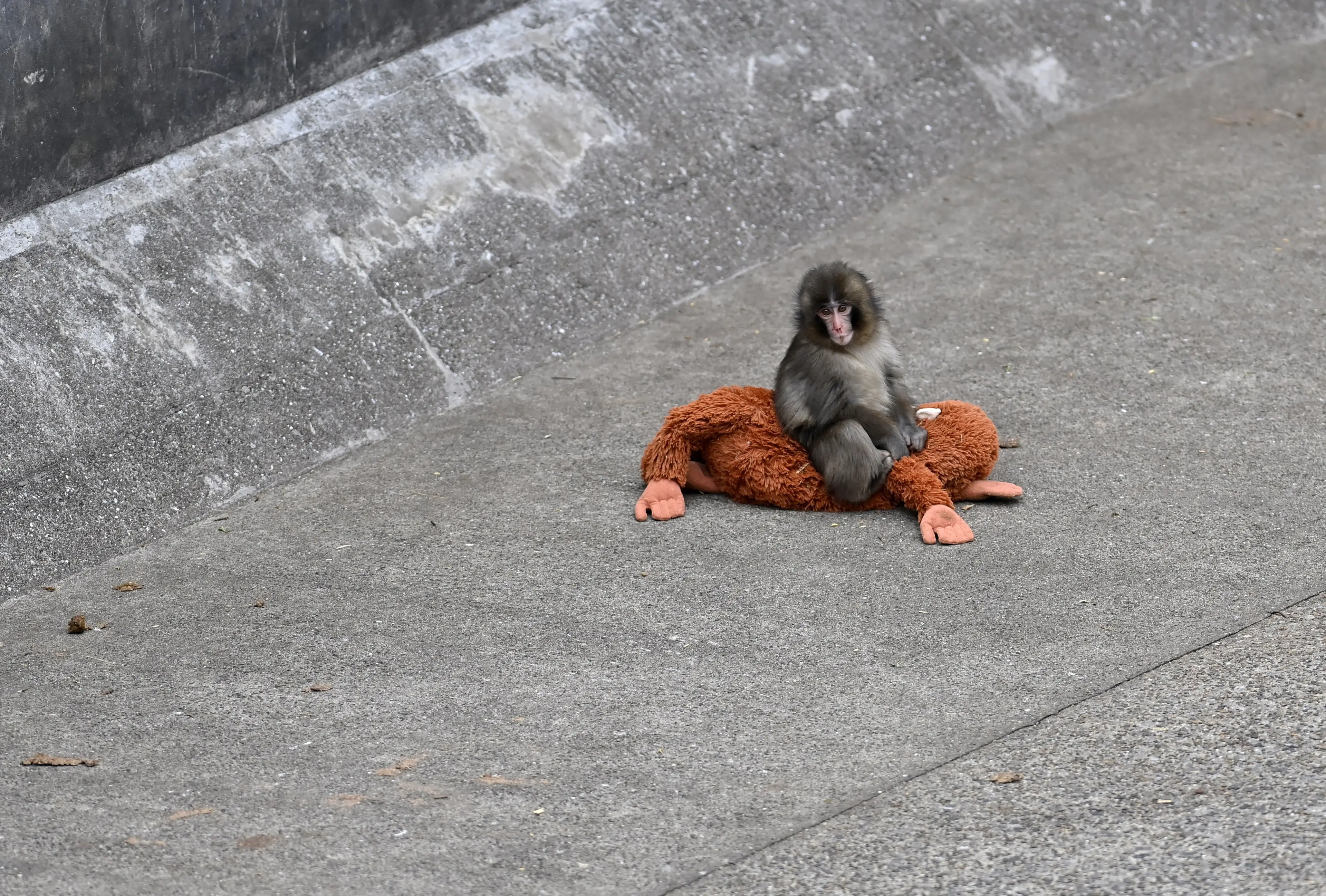 The baby Japanese macaque has won the hearts of people around the world (David Mareuil/Anadolu via Getty Images)