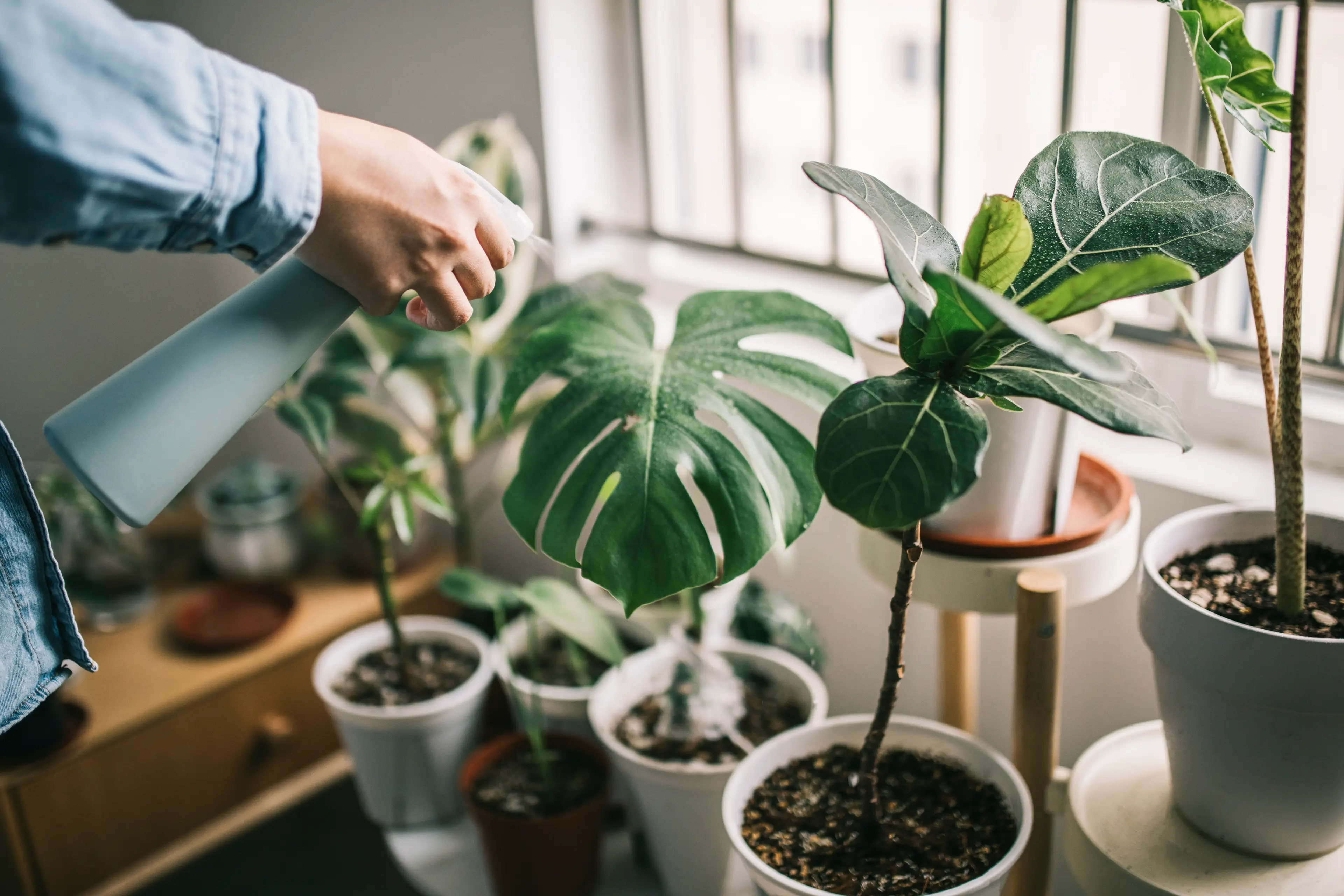 Houseplants are great at tackling bad smells.