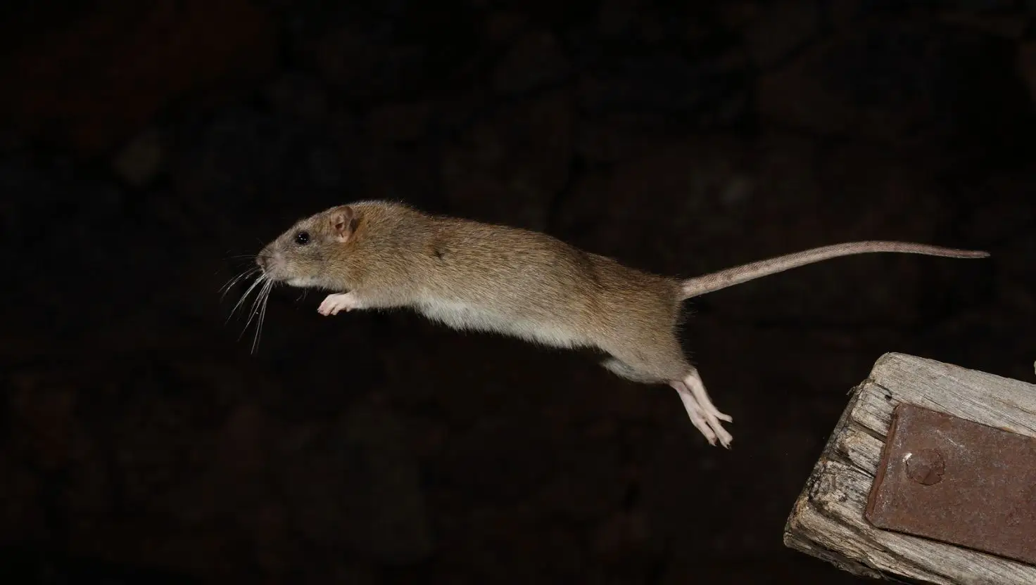 The 'Black Death' was spread by fleas on rats (Boscolobo Arcones / 500px / Getty)