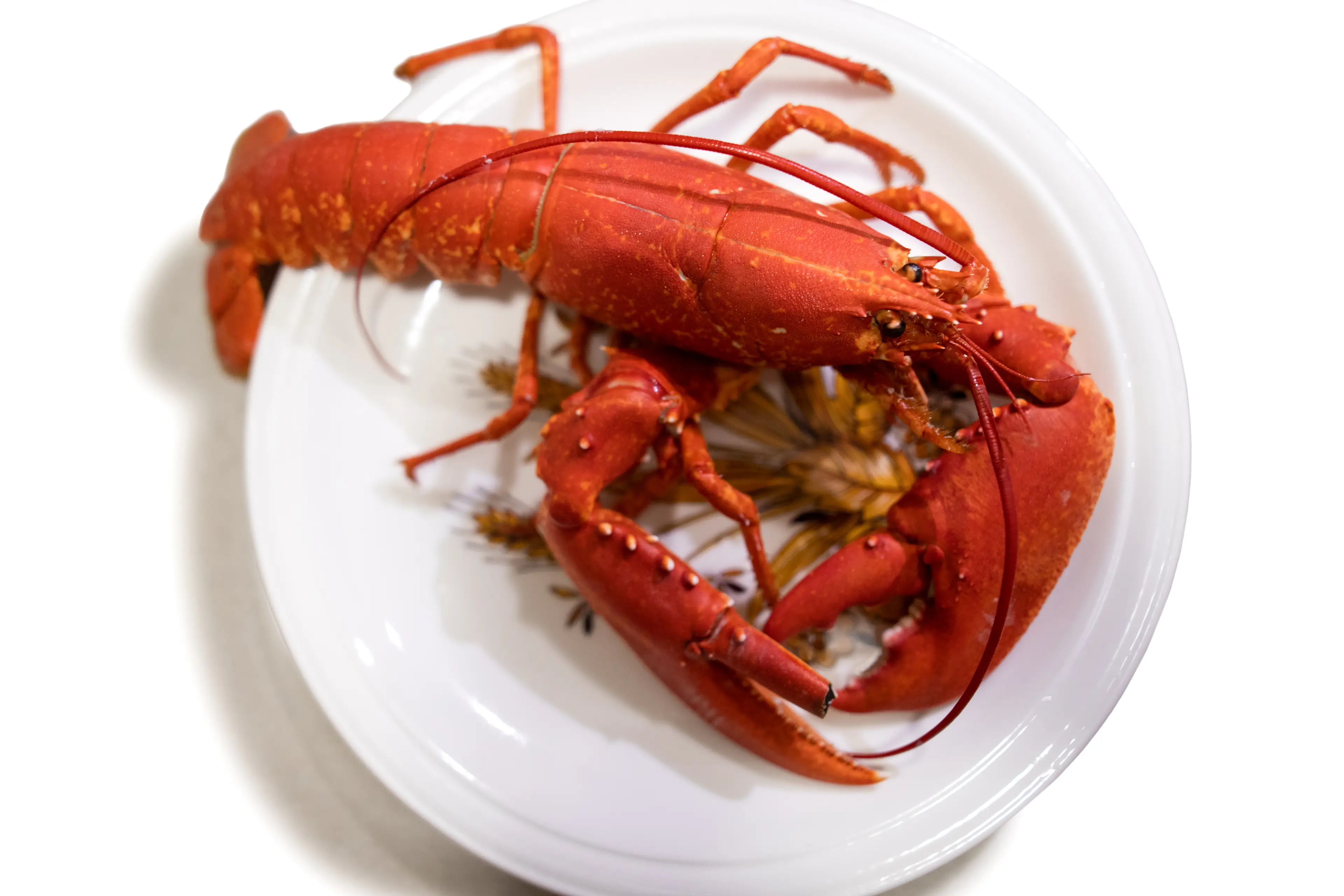 Scientists want boiling lobsters alive to be banned in the UK (Getty Stock)