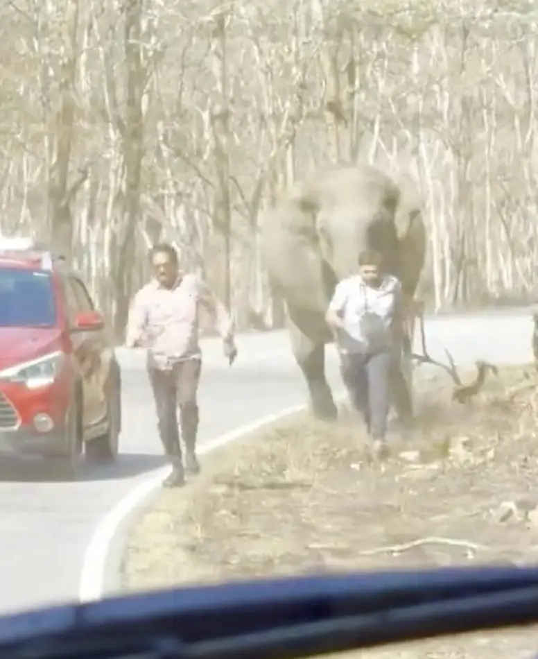 The horror unfolded at Bandipur National Park in Kanataka, India. (Newsflare)