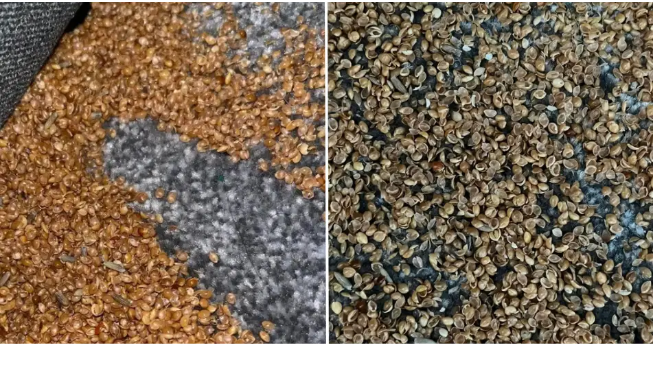 Facebook/Family Lowdown Tips and Ideas