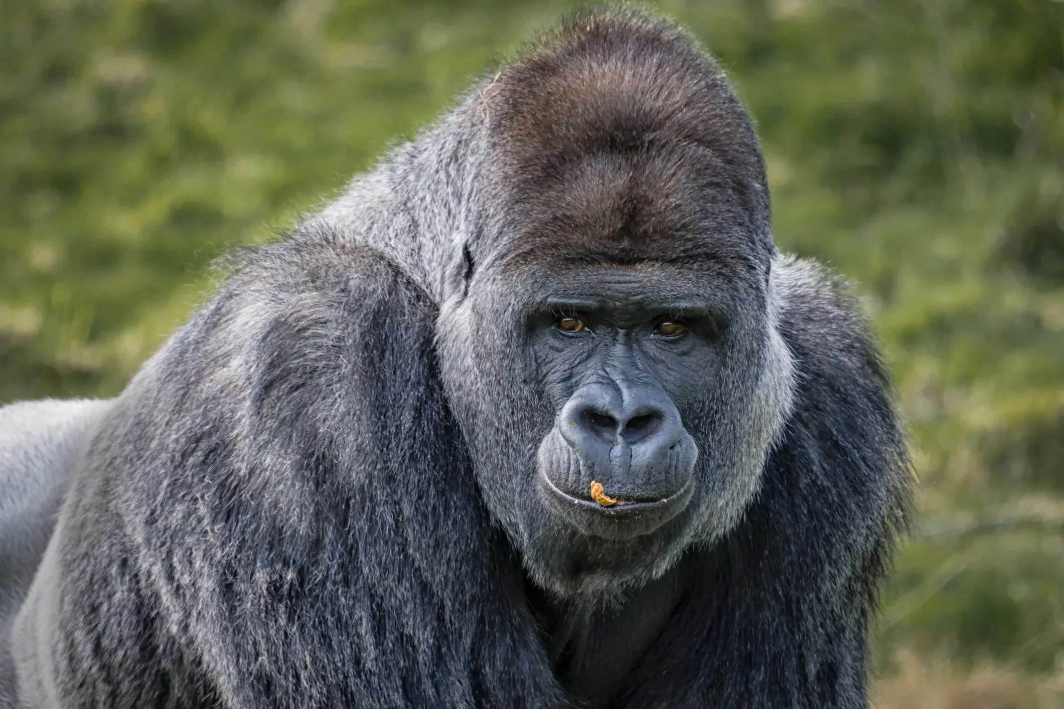The zoo visitor was rushed to the hospital following the attack (Alan Tunnicliffe Photography / Getty Images)