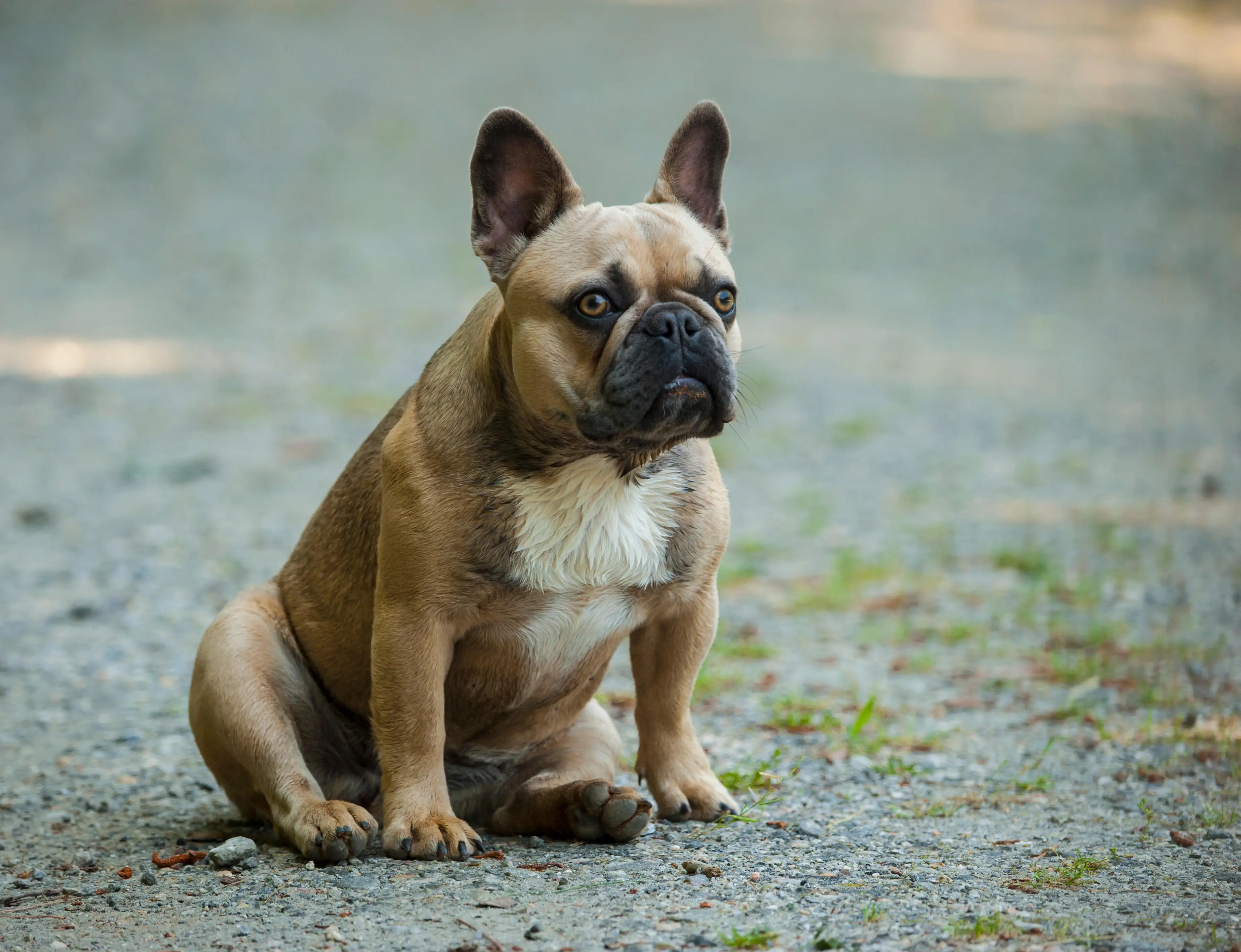 In recent years there has been a push by animal charities to ban the breeding of brachycephalic pets (