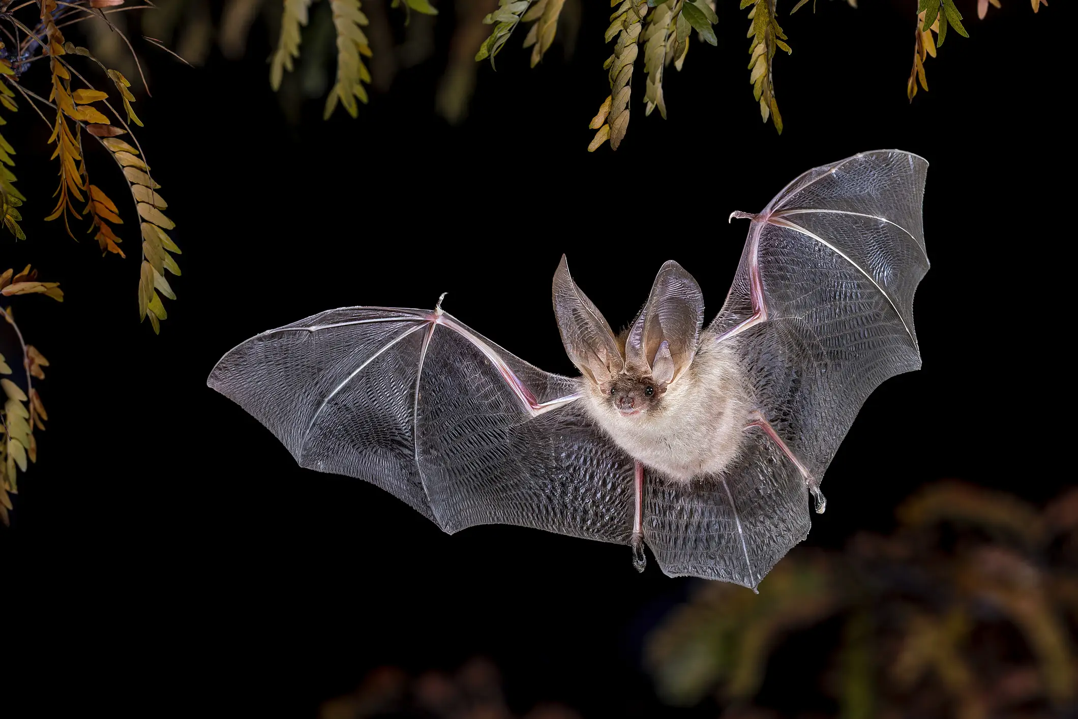The boy woke up to find the bat lying on his face but had no visible bite marks or scratches (Getty Stock Image)