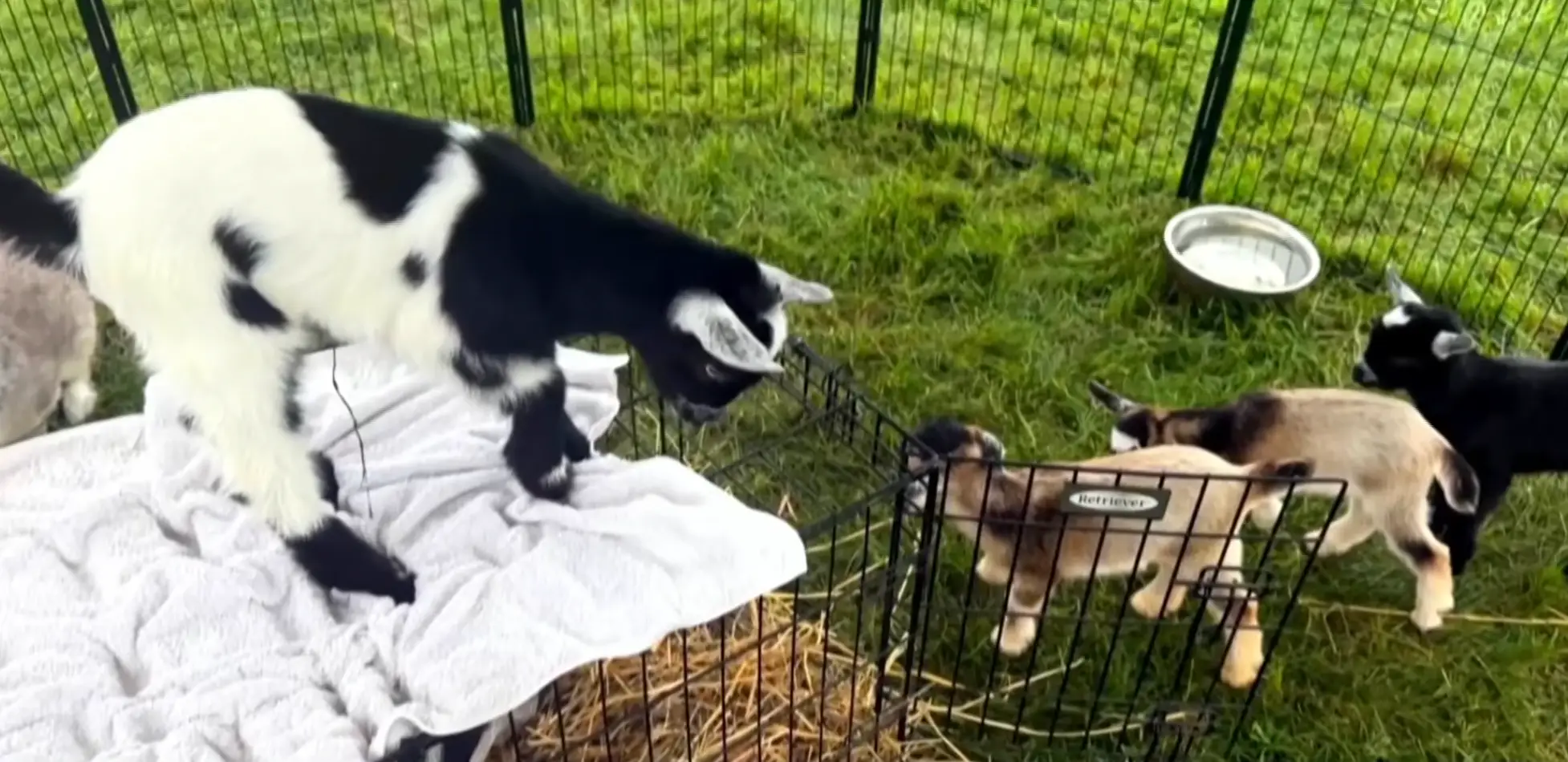 The four goats have since been euthanised (NBC)