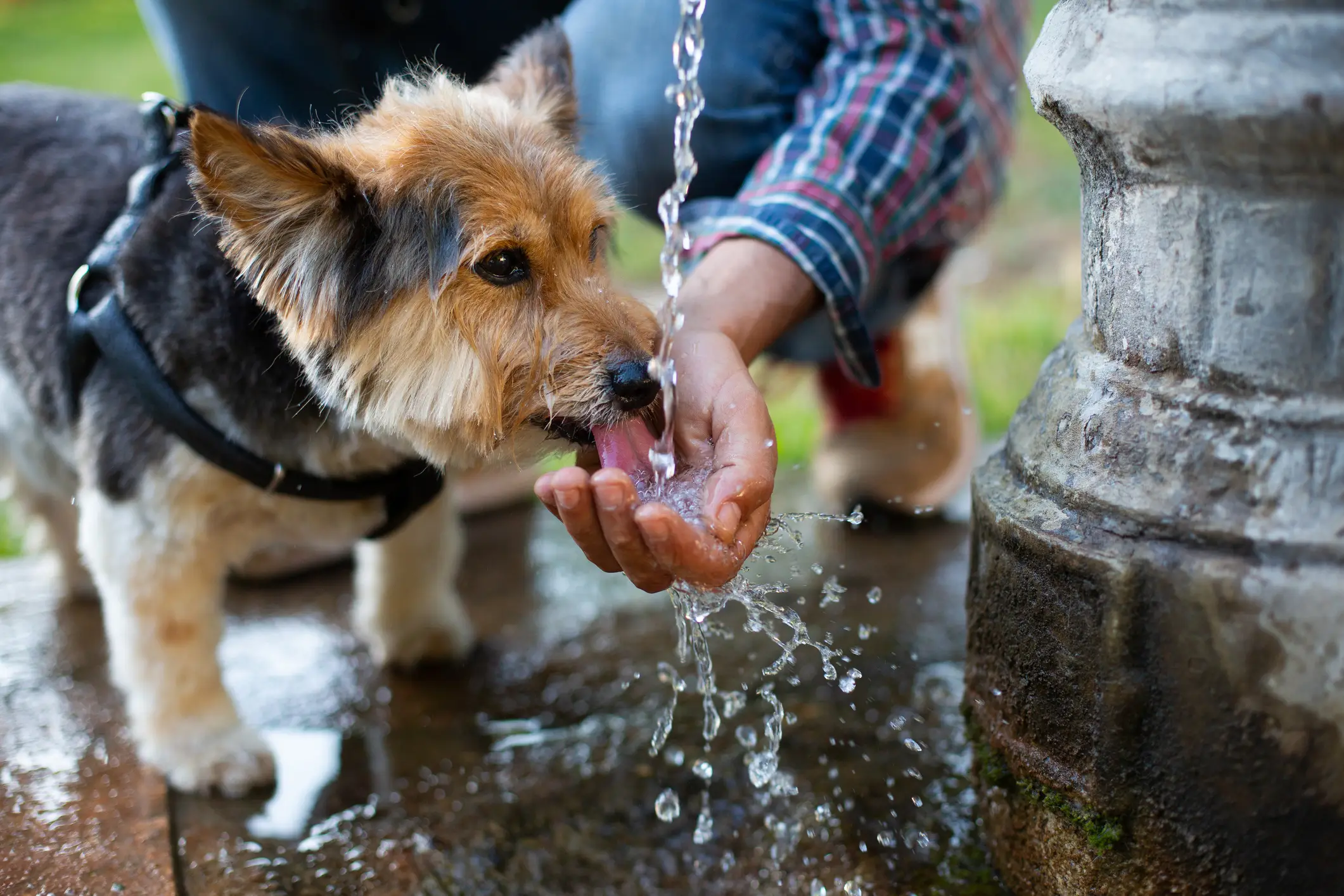 The charity also recommends pet owners do the 'pavement test' before taking their dog on a walk (Getty Stock Images)