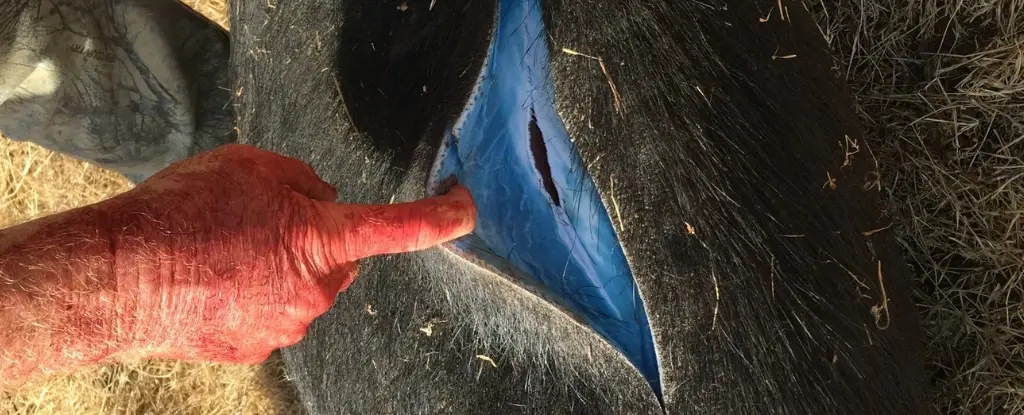 The colour is thought to come from poison (pictured in 2015) (Imgur/GlendilTEK)