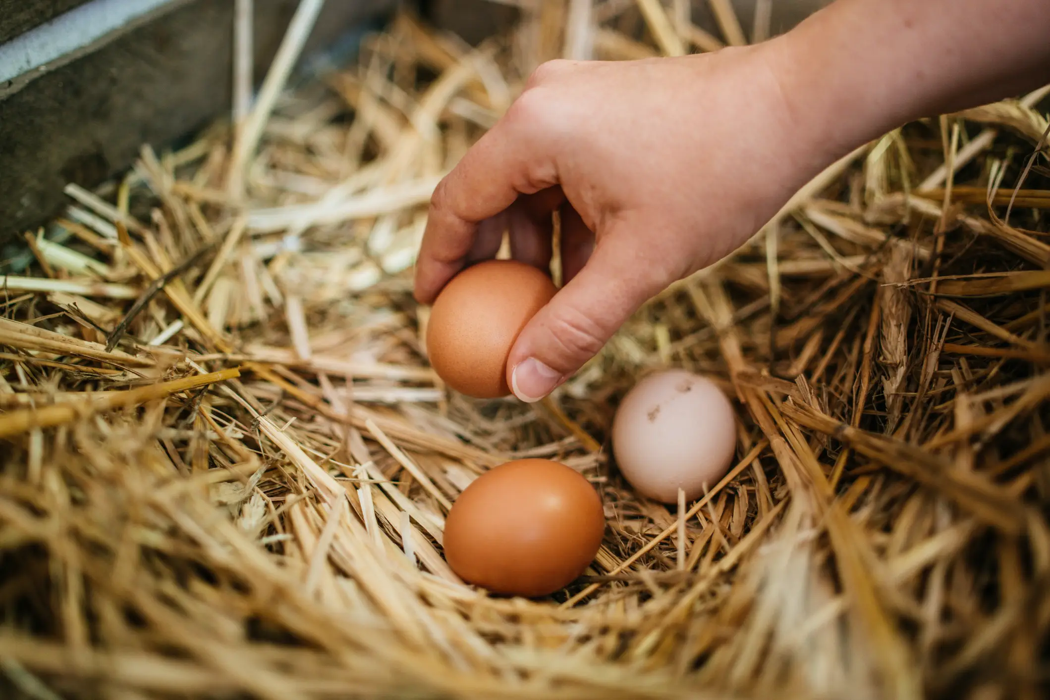 Did the egg come first, or did the chicken? (Getty Stock Images)