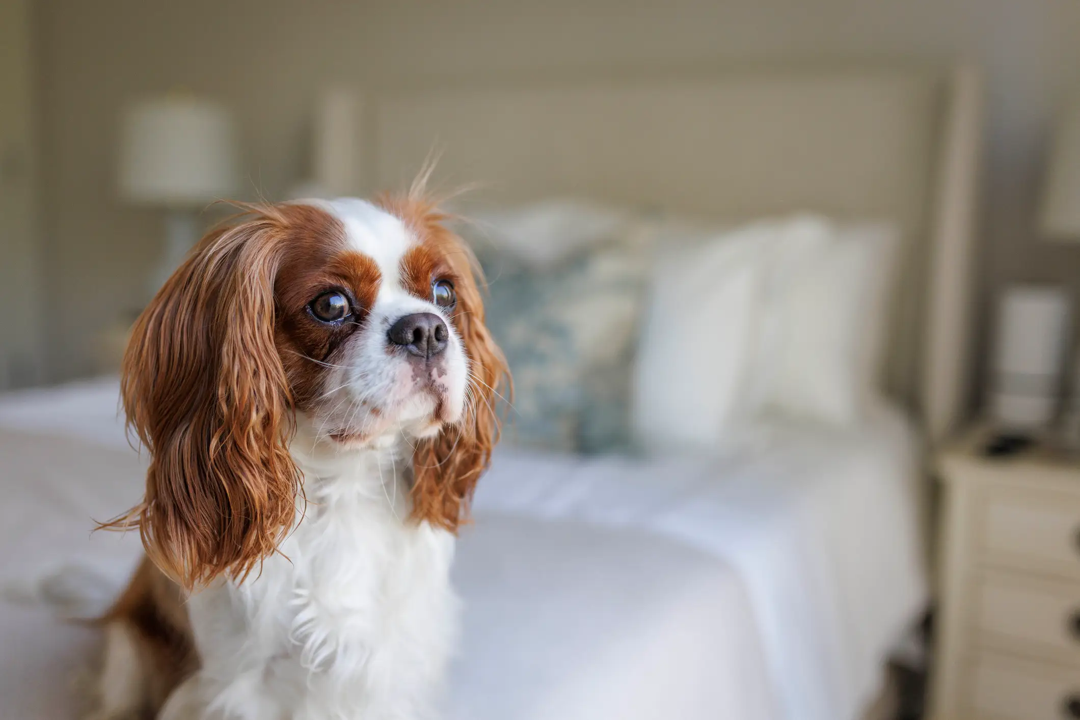 King Charles Spaniels are at risk of heart failure. (Getty Stock Image)