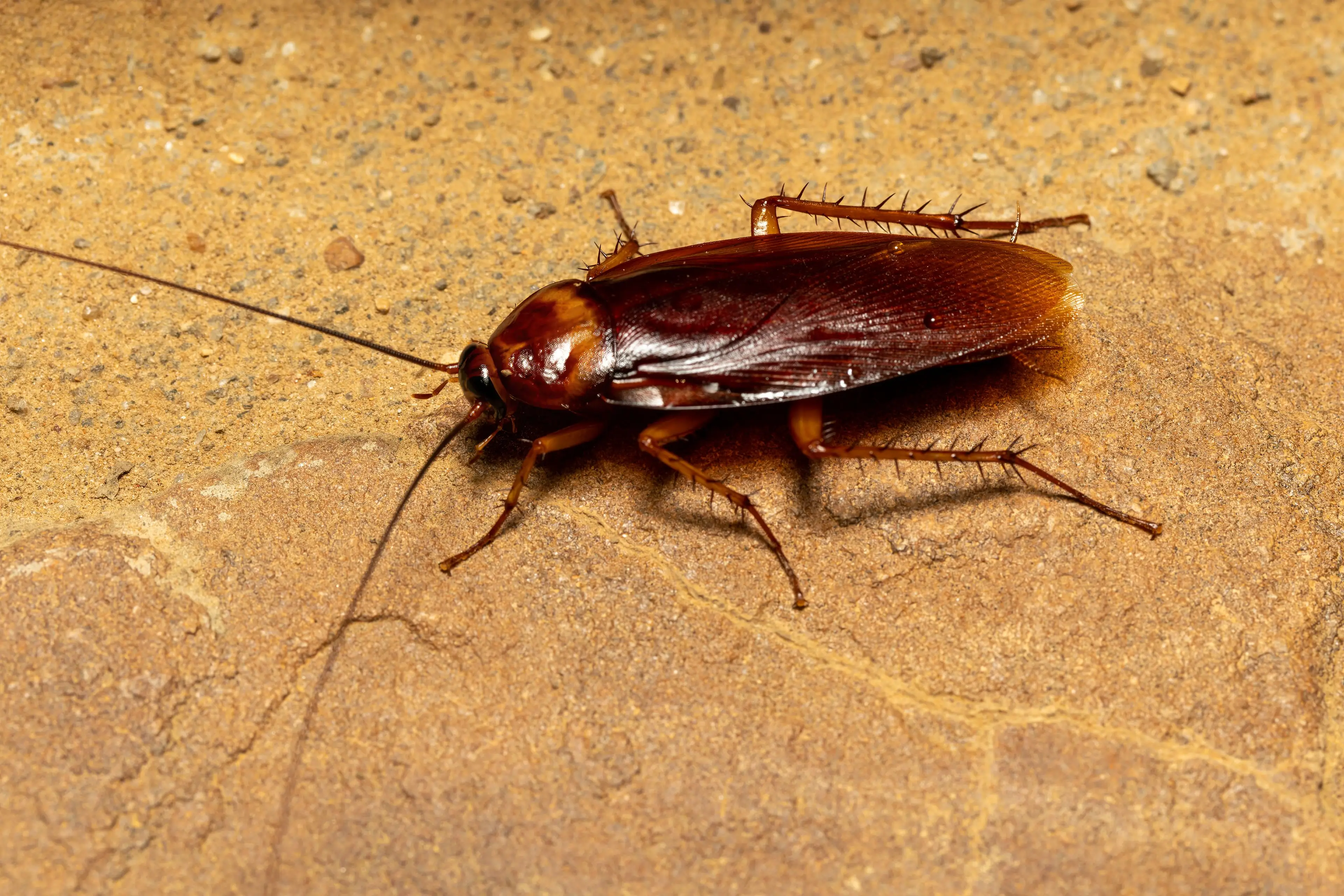 Roaching is inspired by the humble cockroach. (Getty Stock Image)