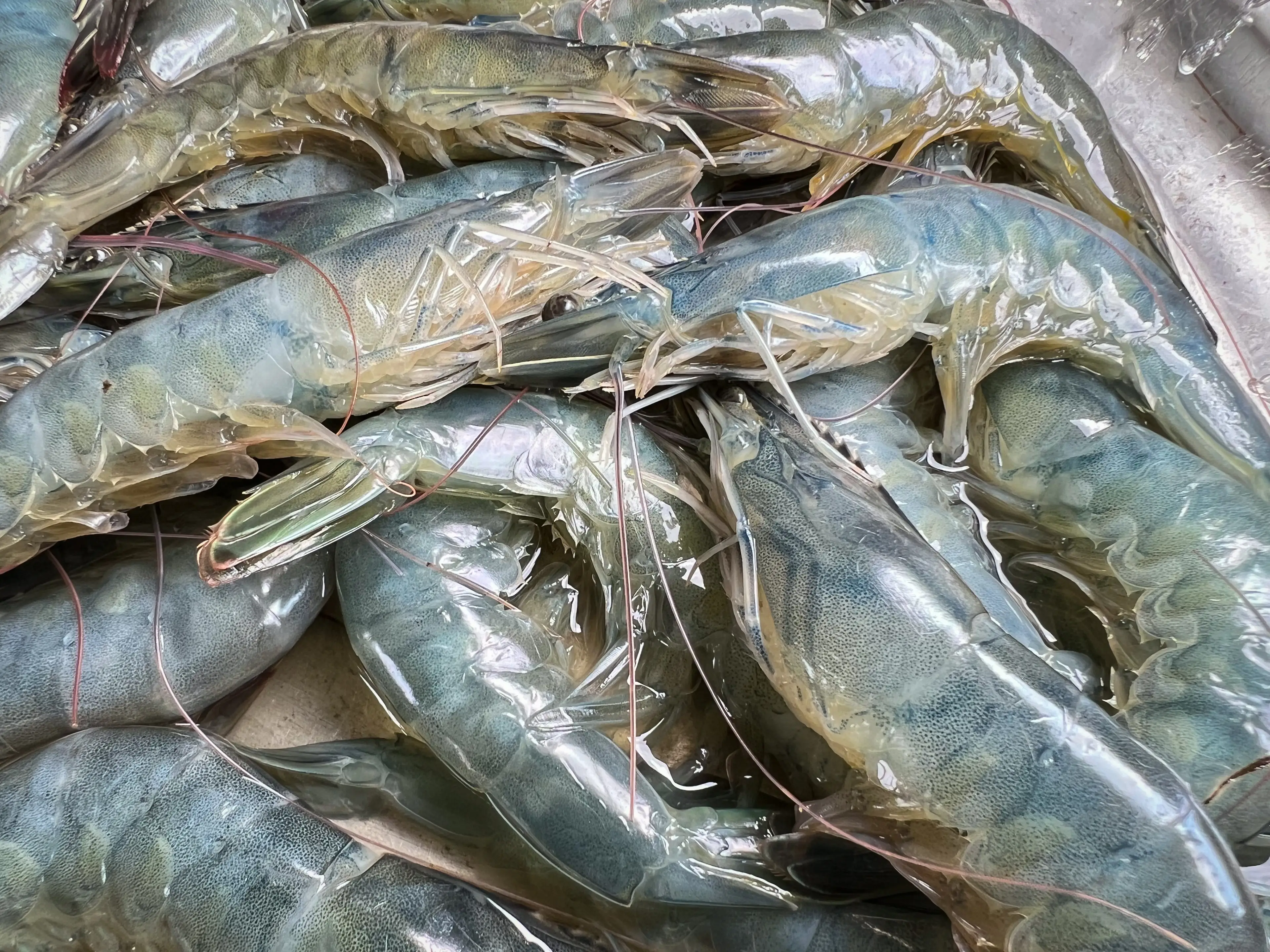 Anyone who bought shrimp during the listed period is advised to dispose of it (Getty Stock Image)