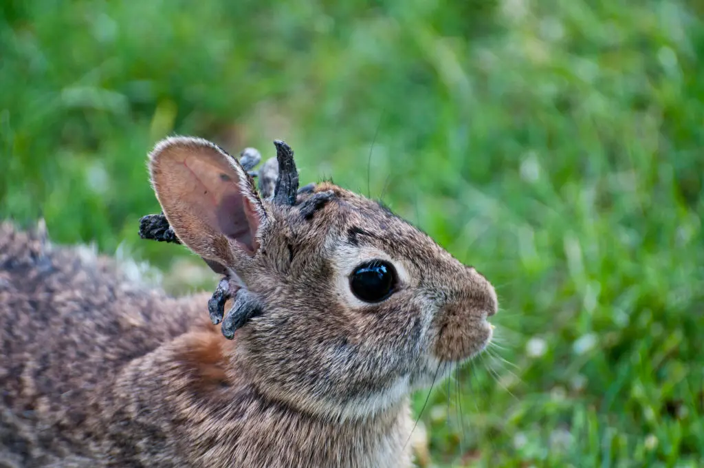 People have been left alarmed at the sight of the wild rabbits (Getty Images)