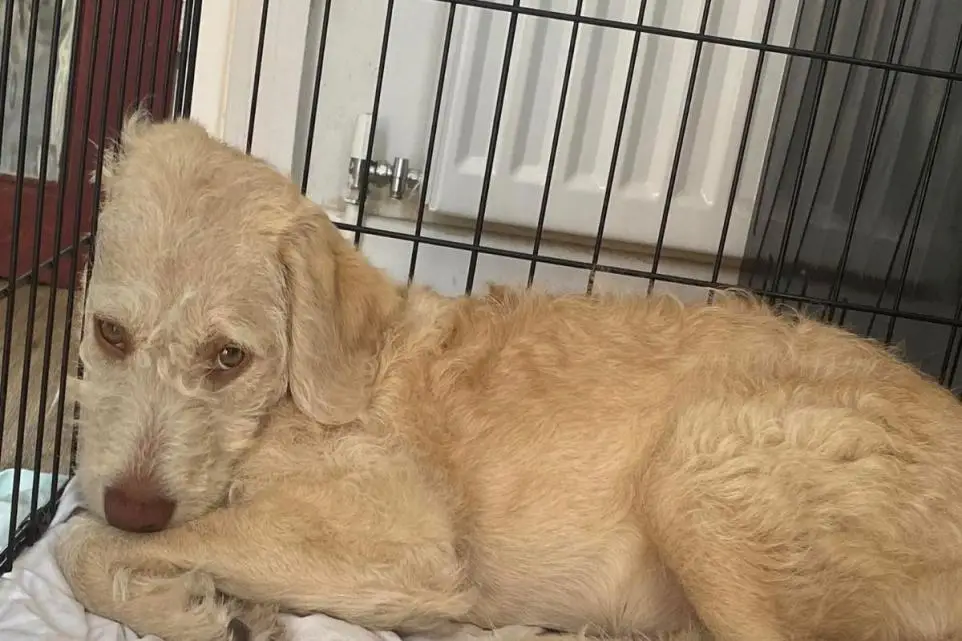 A woman has issued a plea to dog owners after her beloved puppy caught a deadly virus.