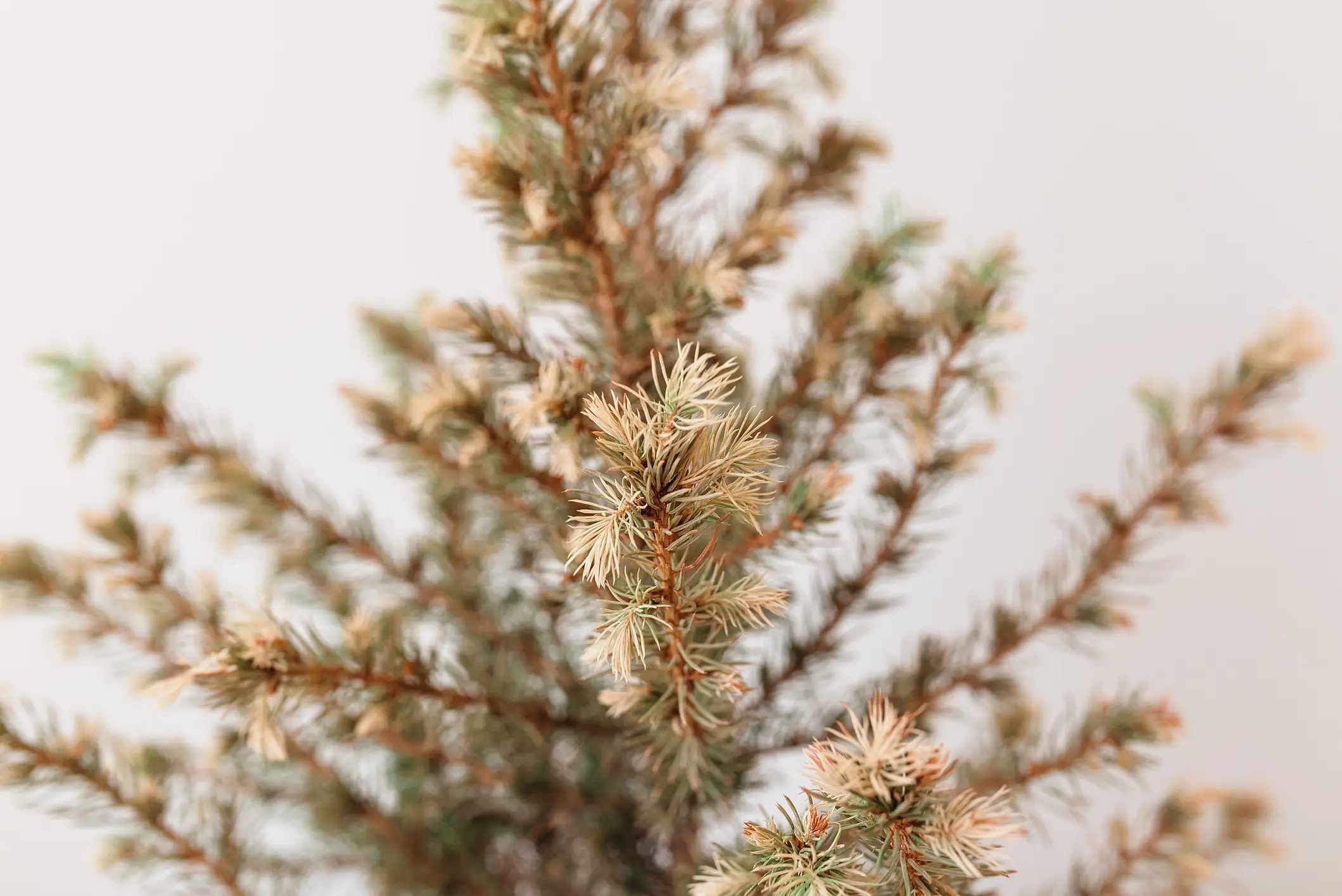 Experts warn to keep your real Christmas tree regularly hydrated (Alina Kostrytsia / Getty Images)