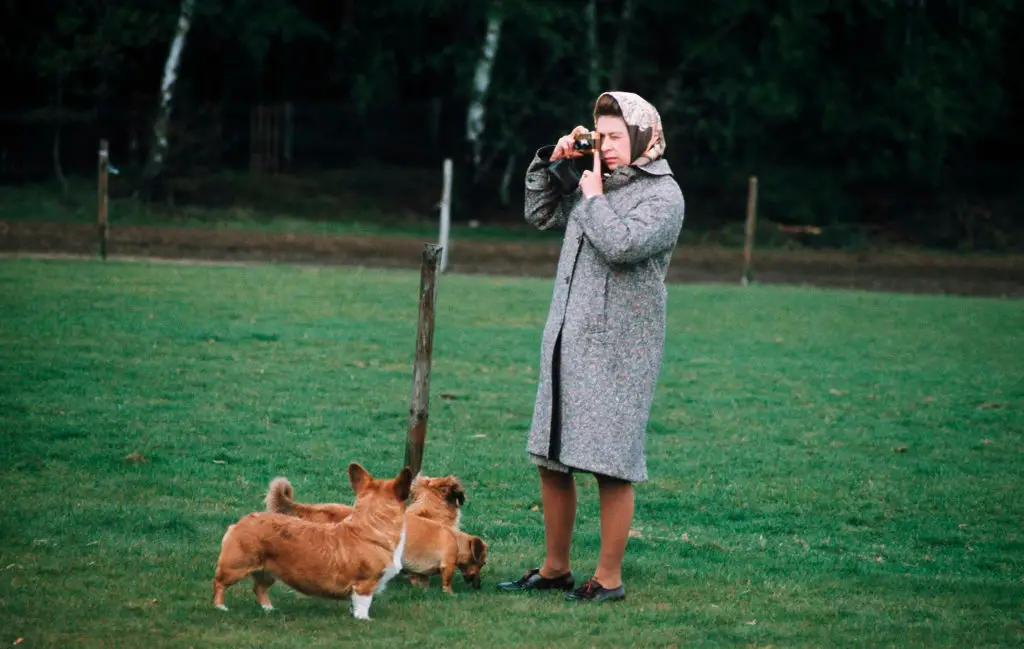 The Queen famously kept Corgis throughout her life (Anwar Hussein/Getty Images)