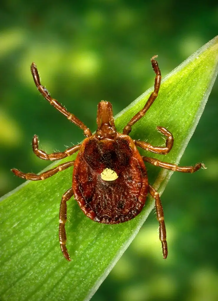 The dreaded lone star tick (Smith Collection/Gado / Contributor / Getty Images)