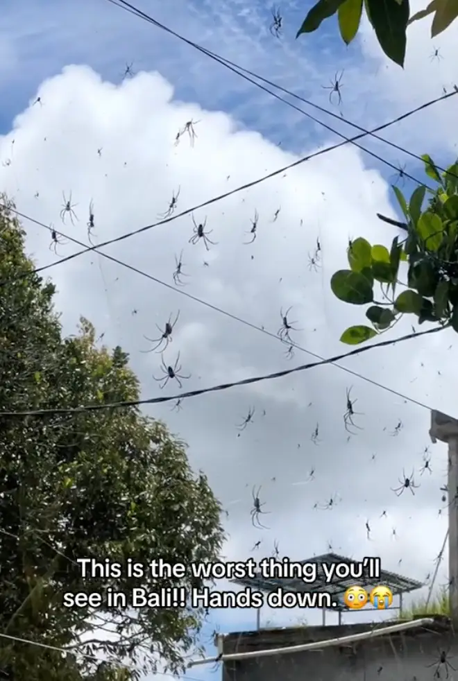 SPIDERS. EVERYWHERE.