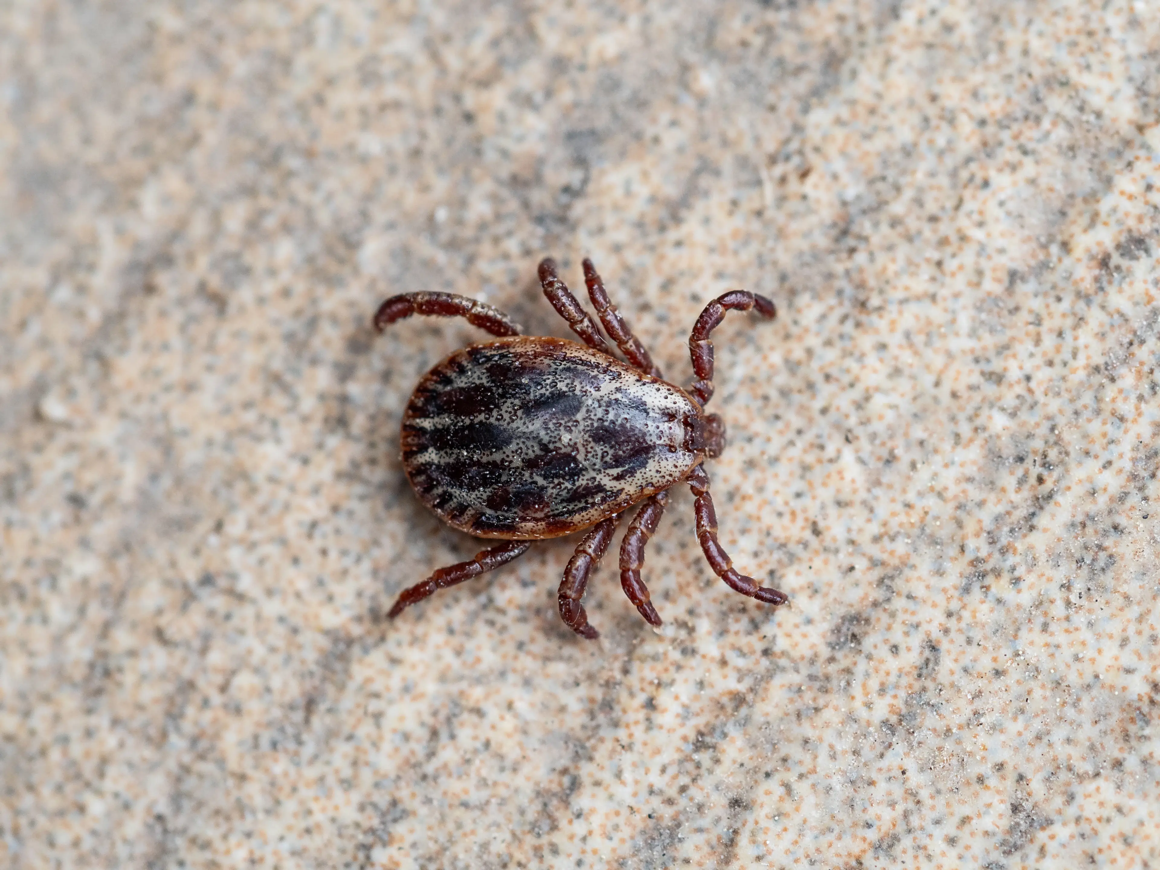 Lyme disease is spread via tick bite (Instagram/@daniellejonas)