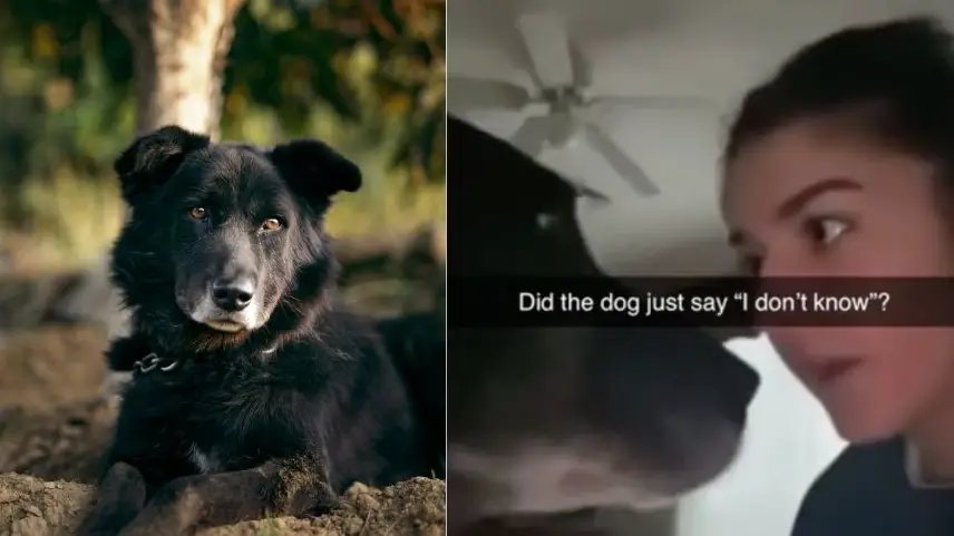 Woman Captures Dog Saying "I Don't Know" On Camera