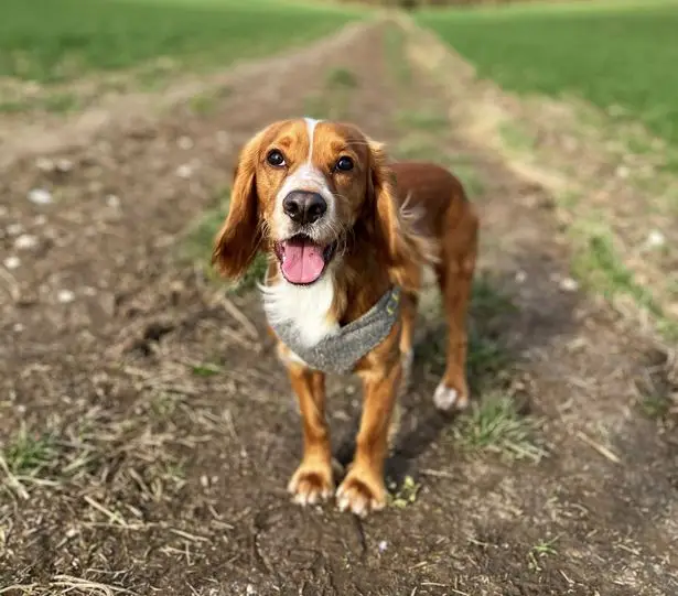 The couple took pictures and videos of their one-year-old pup, Roo, at the lake, but shortly after, the otherwise healthy pet was said to start foaming at the mouth and had seizures.
