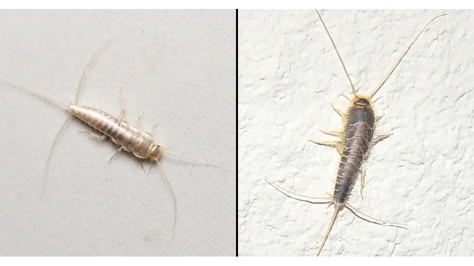 TorriPhoto/Getty Valter Jacinto/Getty