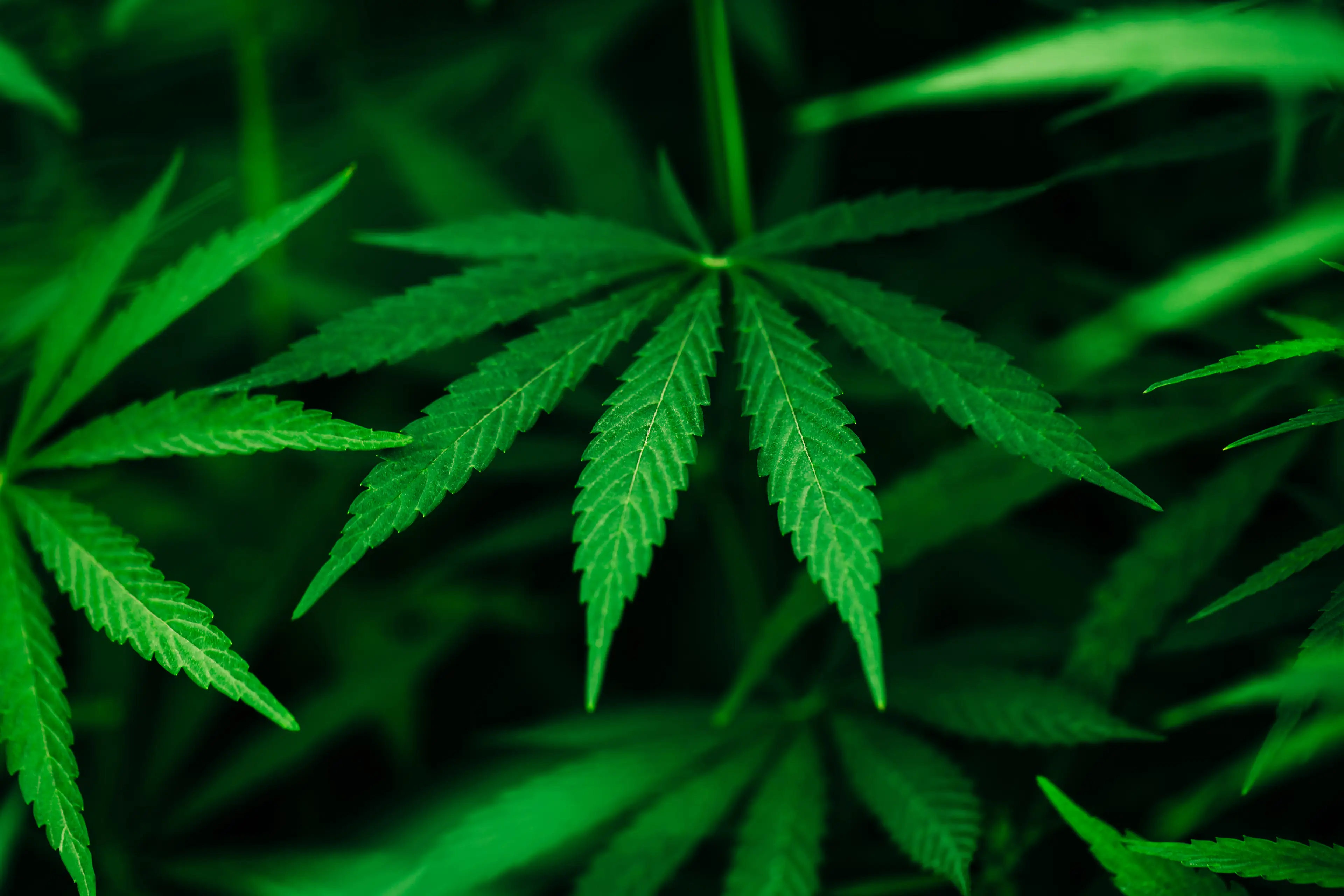 Marijuana could be reclassified in the US (Getty Stock Image)