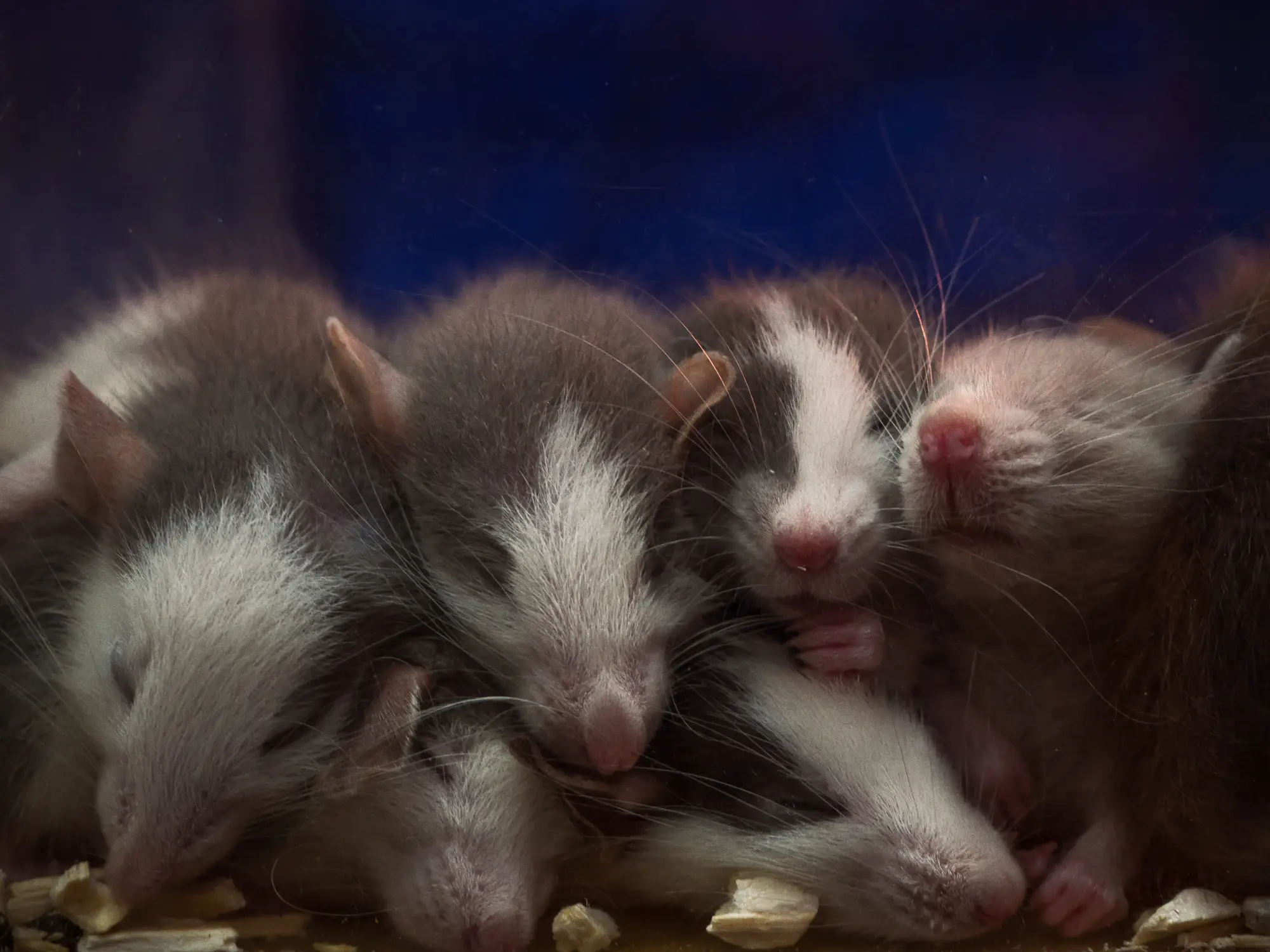 Mice with two biological fathers have just had their own babies (Getty Stock Image)