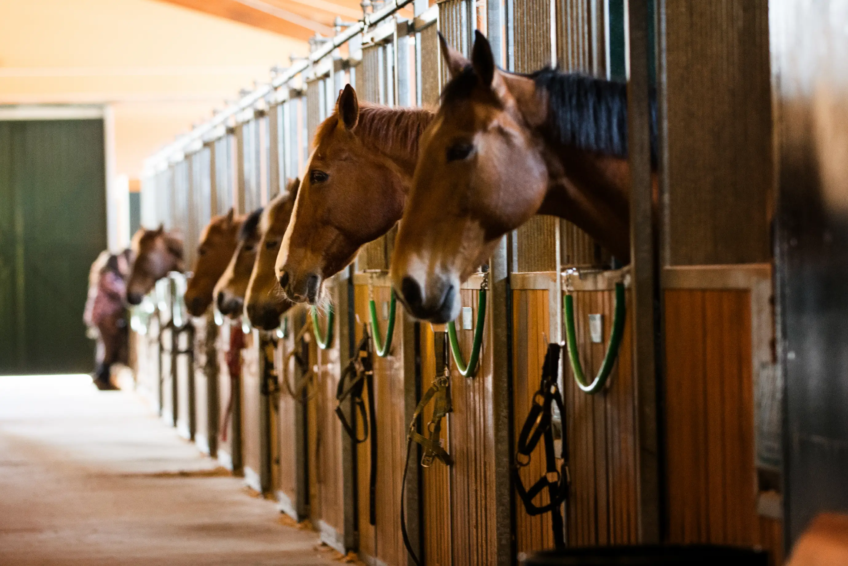 Three horses were stabbed, but thankfully, their injuries were not life-threatening (Getty Stock Image)