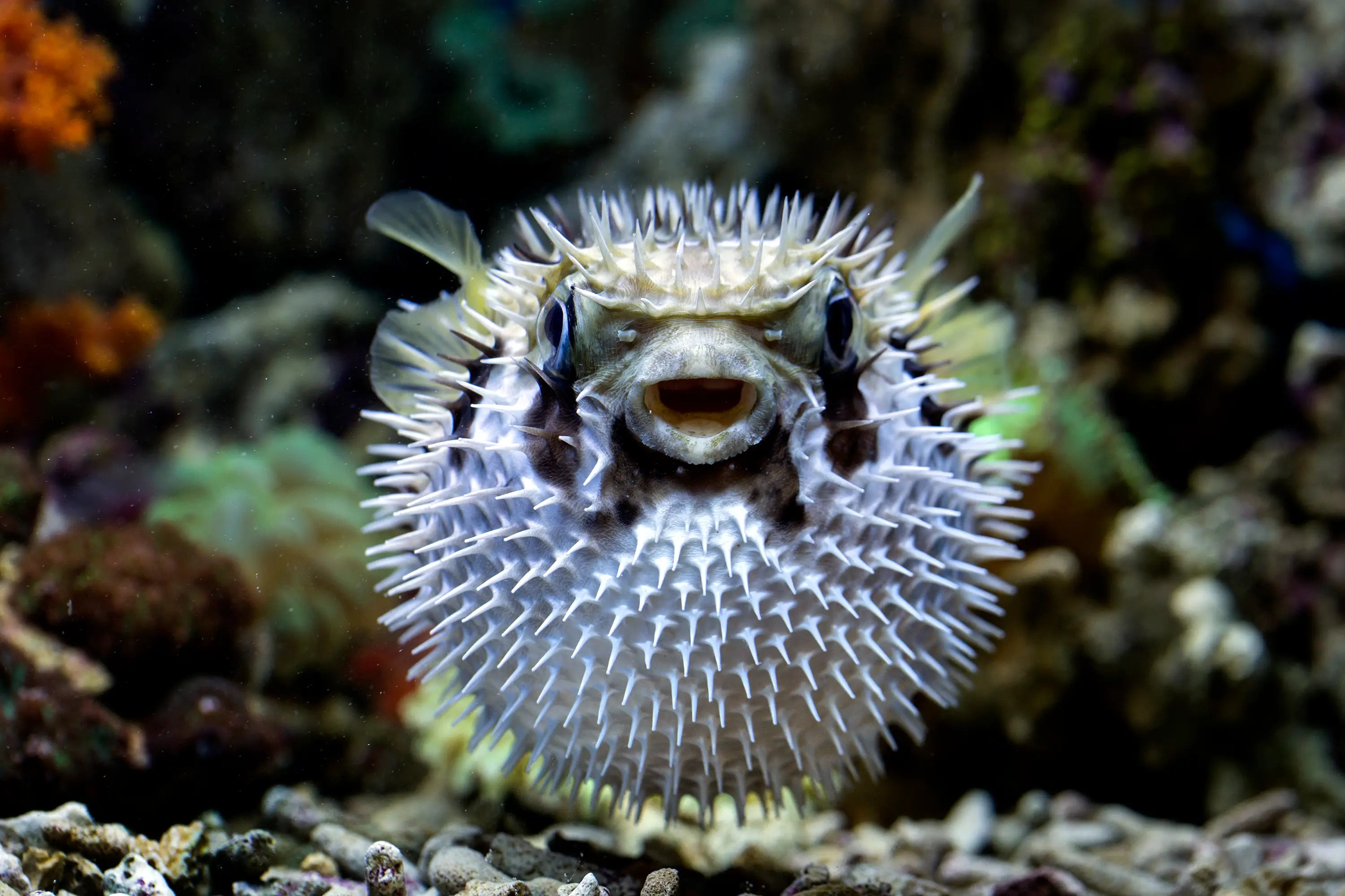 What is 'puffer-fishing' and have you been doing it without even realising? (aries / Getty Stock Images)