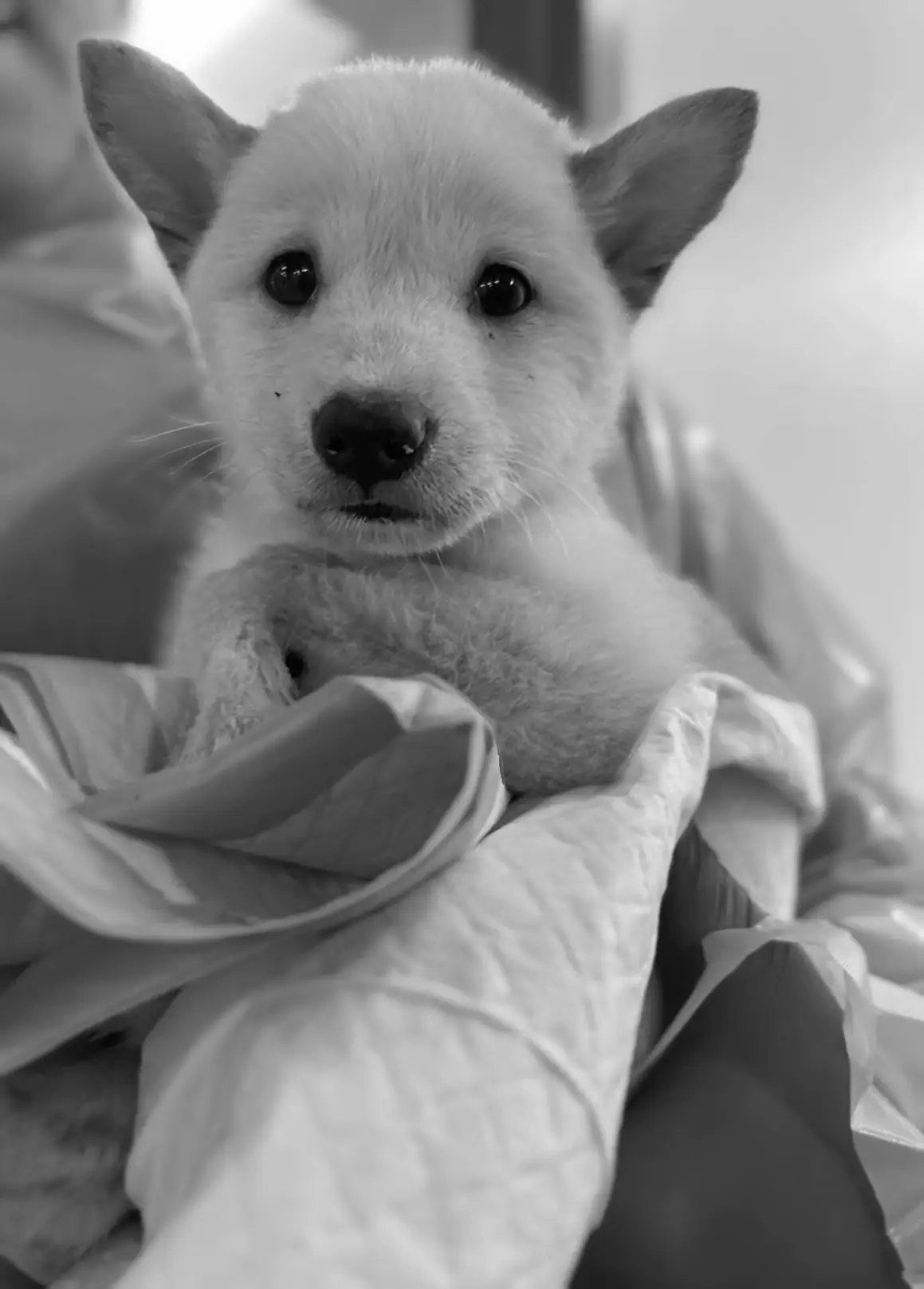 Frosty died just just over a week after being found and undergoing treatment (Pawlicious Poochie Pet Rescue)