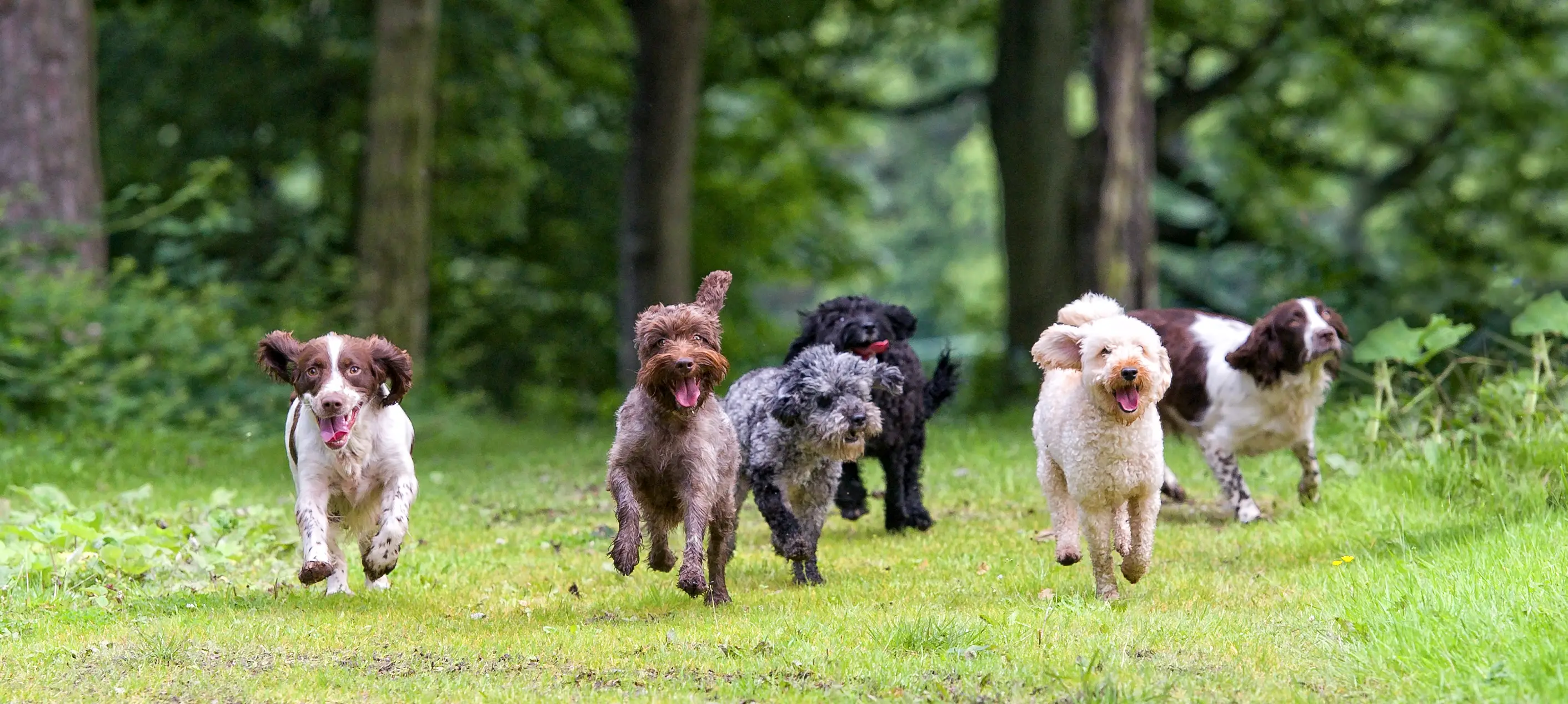 According to the American Kennel Club, English Springer Spaniels are 'highly trainable people-pleasers' (Getty Stock Image)