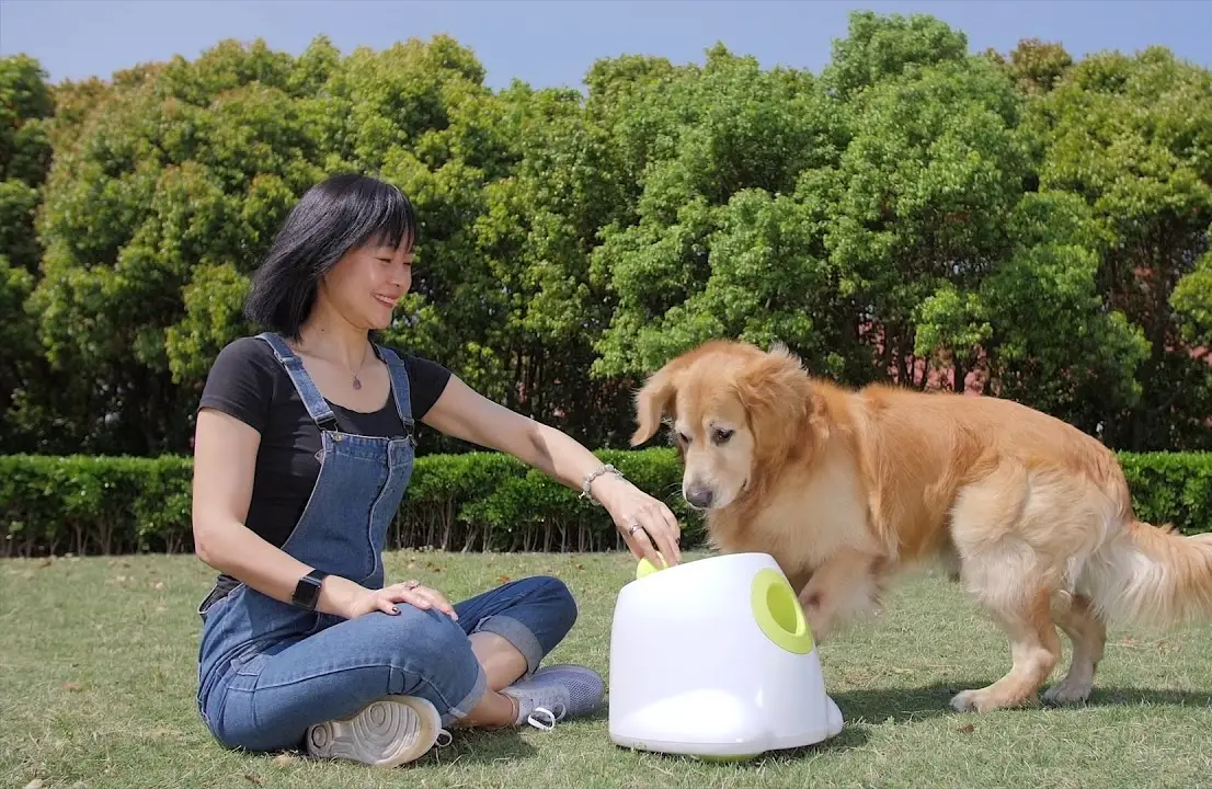 All For Paws/YouTube